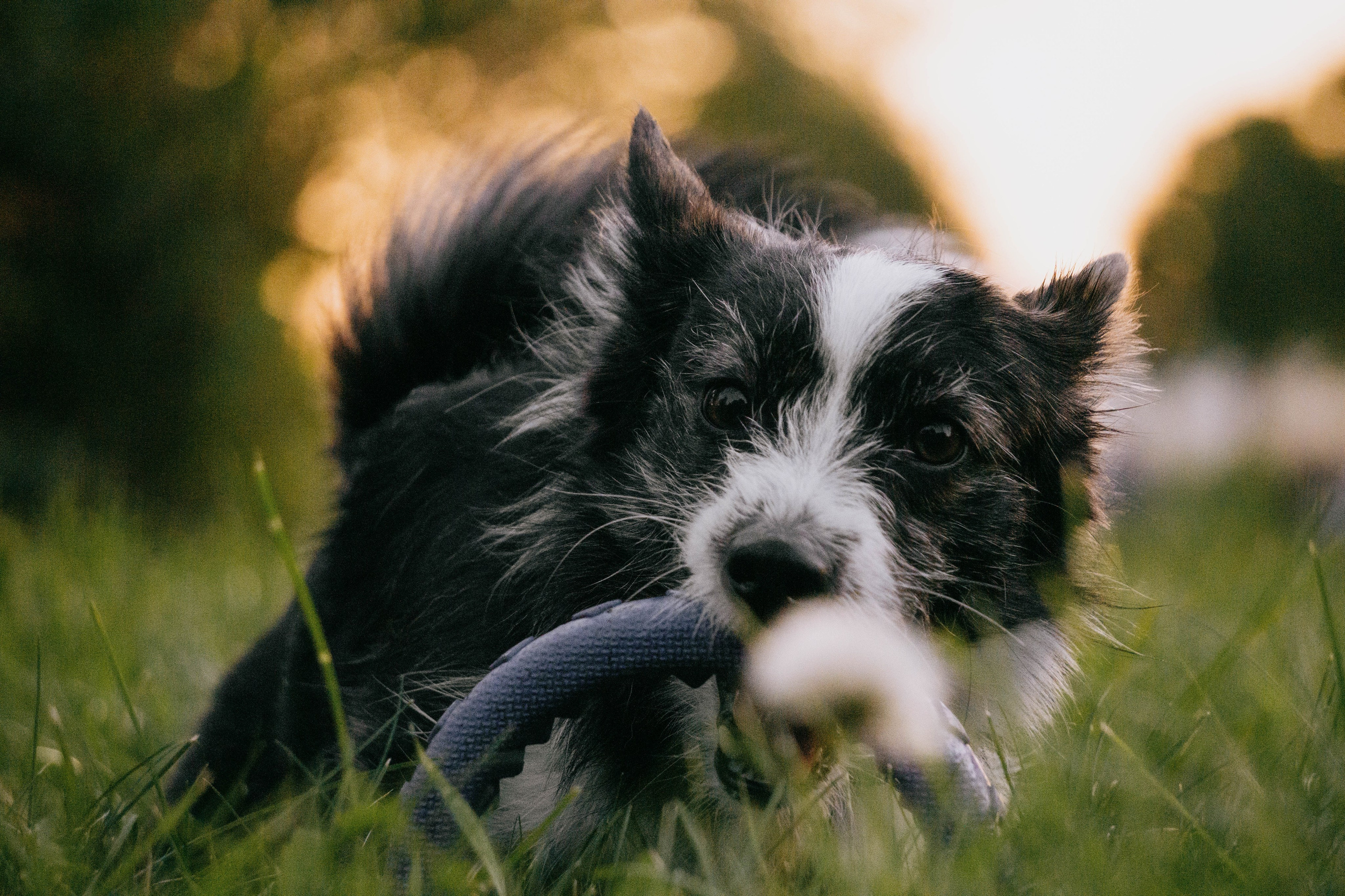 Даша и Тюбик. Фотограф-анималист Ксения Воробьева, Москва