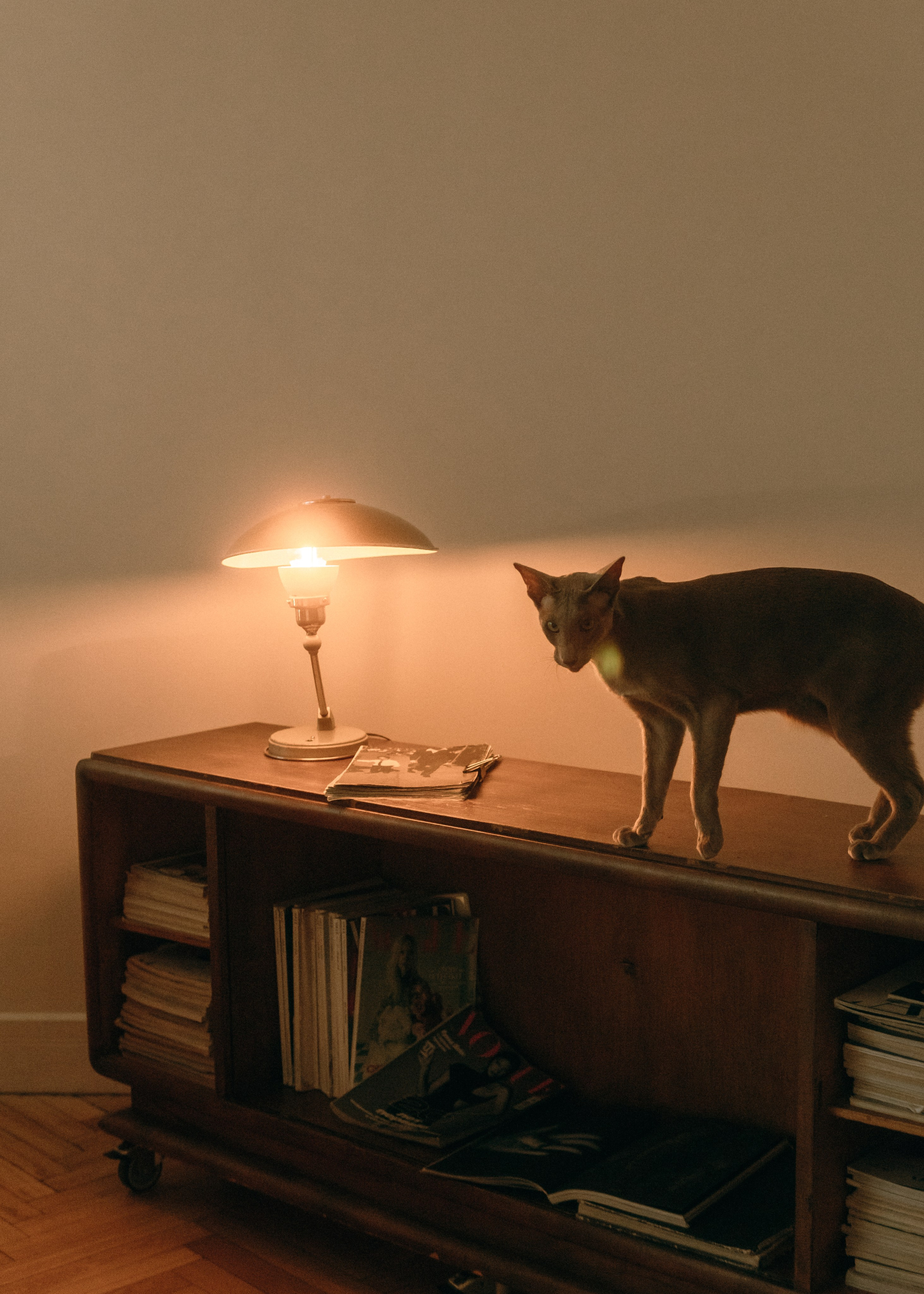 Амина, Булат и Орион. Фотограф-анималист Ксения Воробьева, Москва