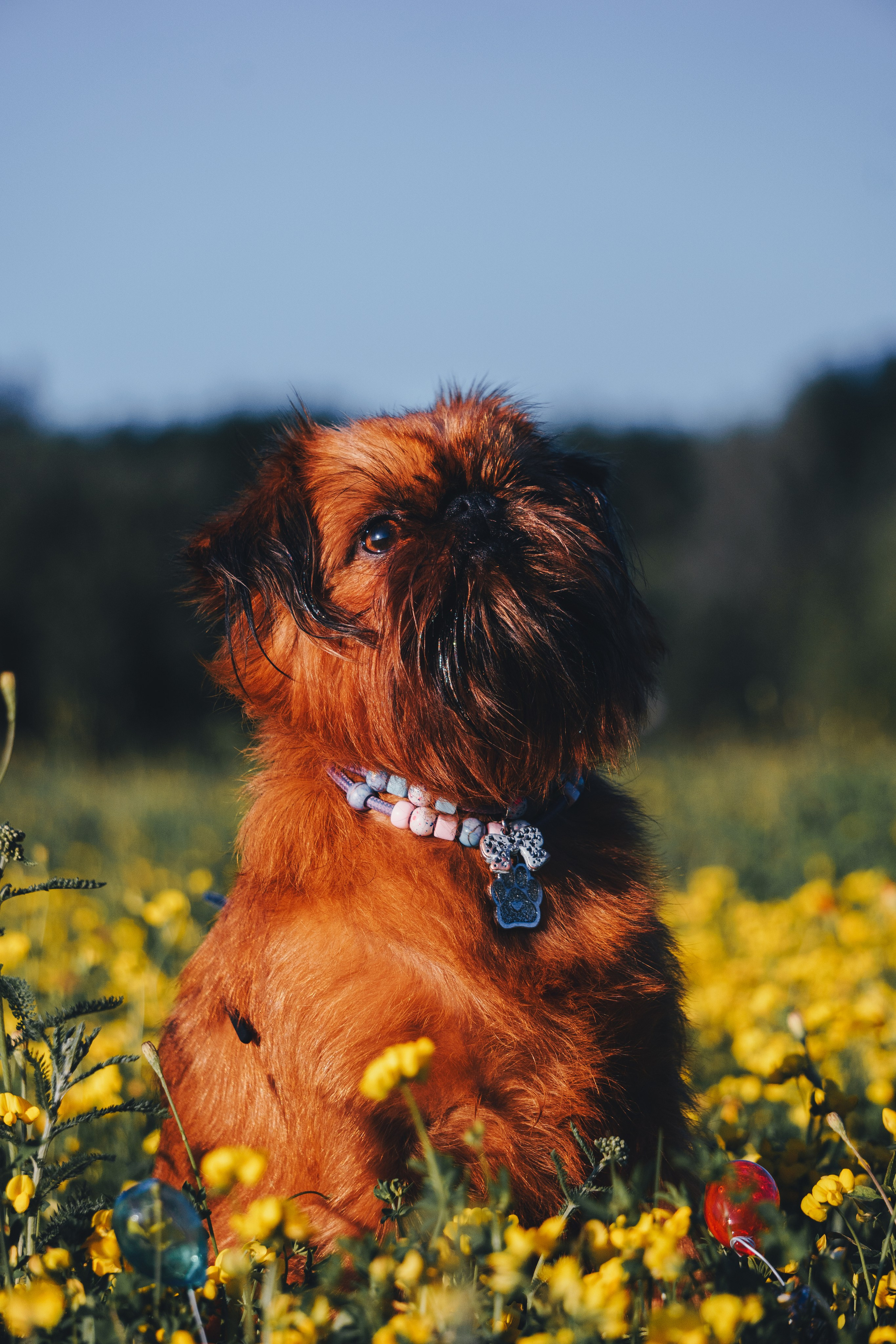 Катя и Яшма. Фотограф-анималист Ксения Воробьева, Москва