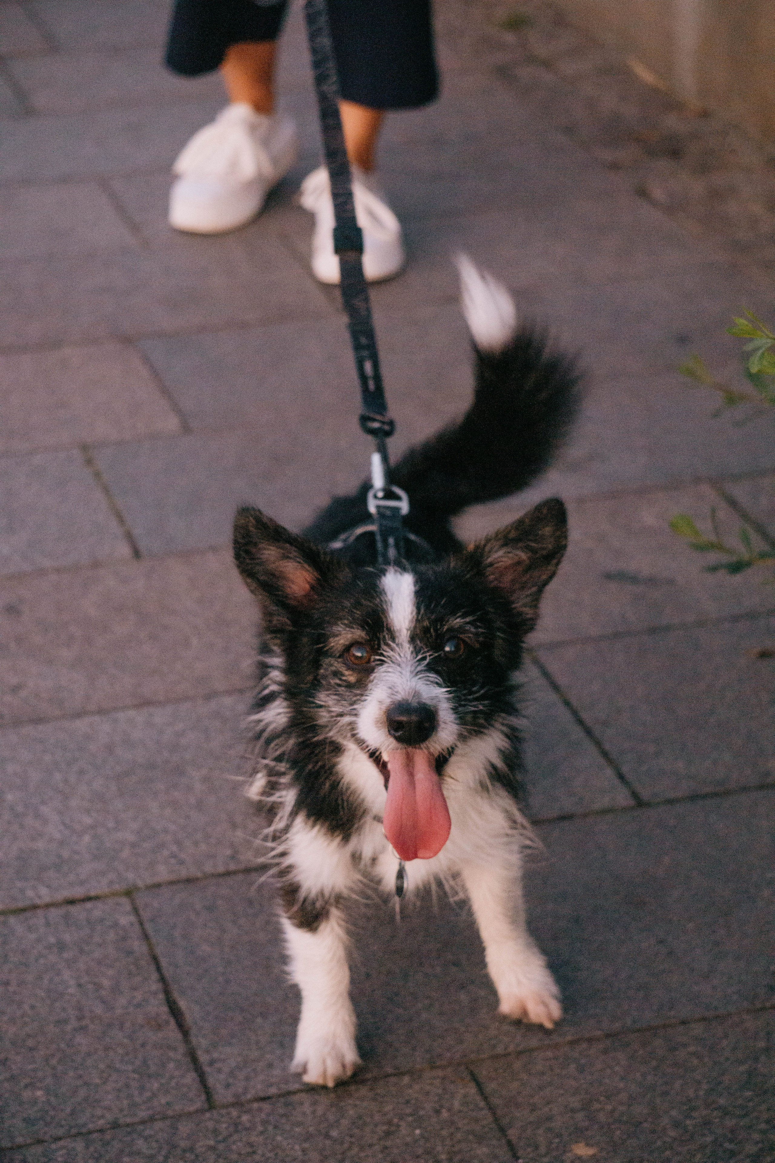 Даша и Тюбик. Фотограф-анималист Ксения Воробьева, Москва
