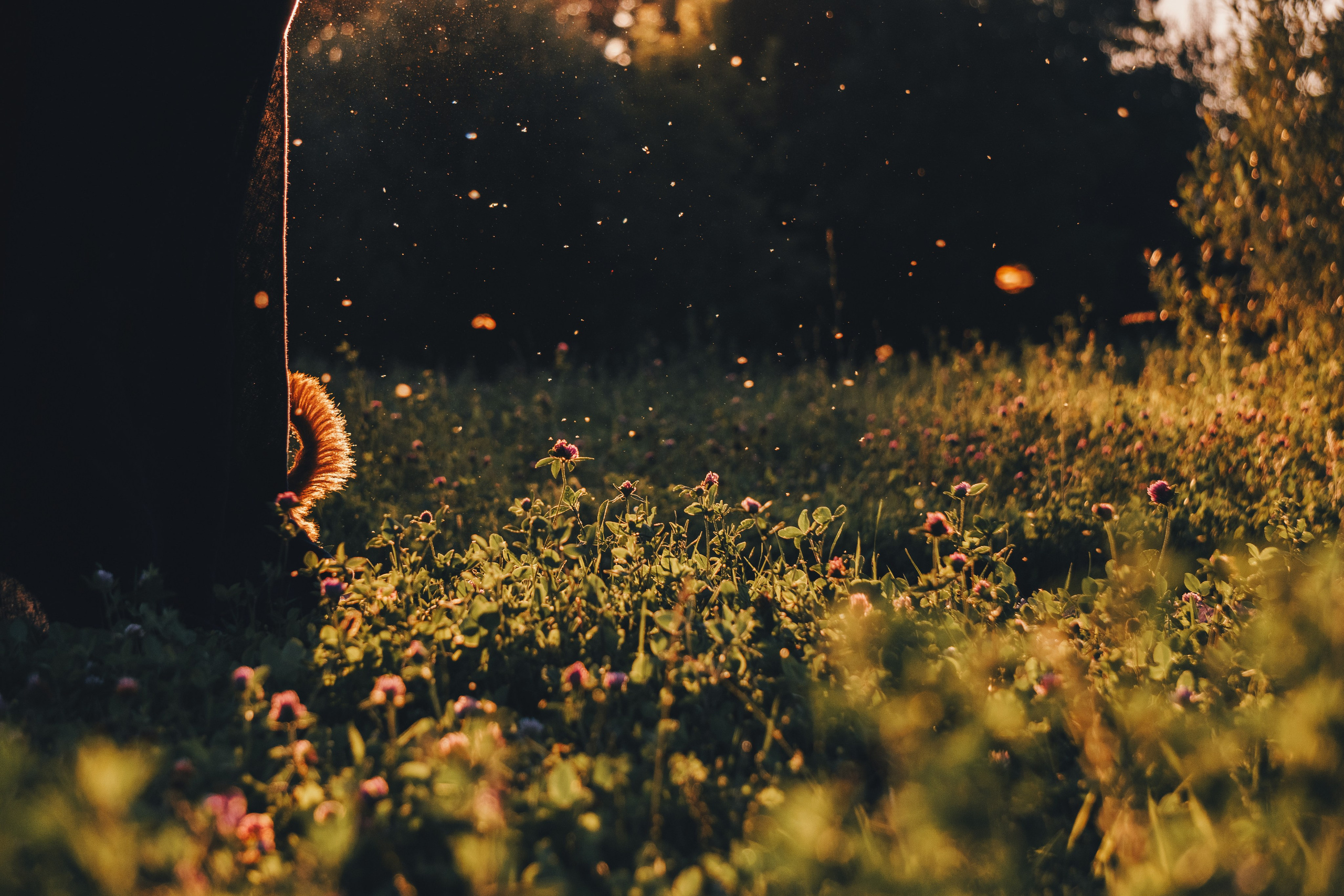 Катя и Яшма. Фотограф-анималист Ксения Воробьева, Москва