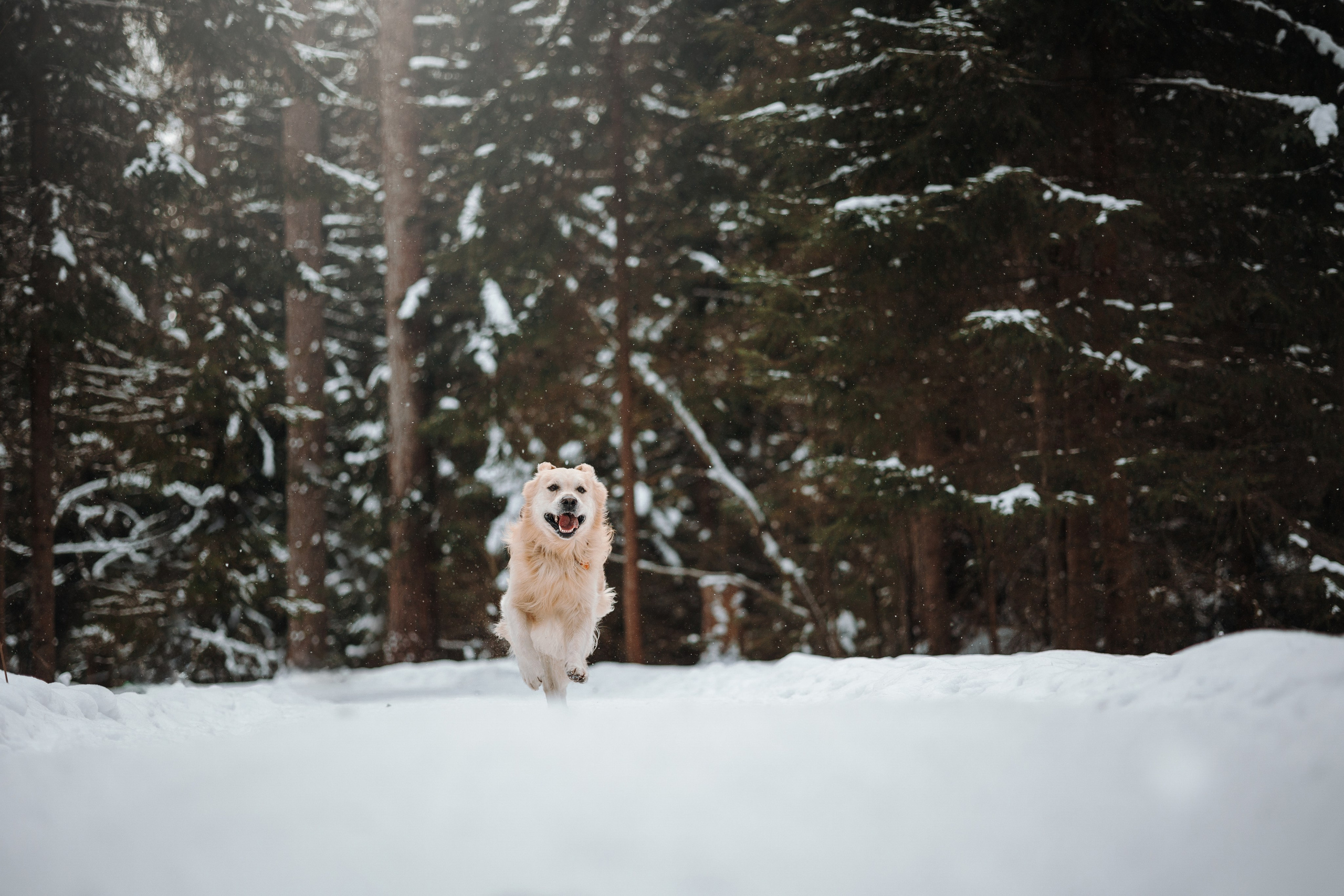 Вика и Лёва. Фотограф — Анималист | Санкт-Петербург