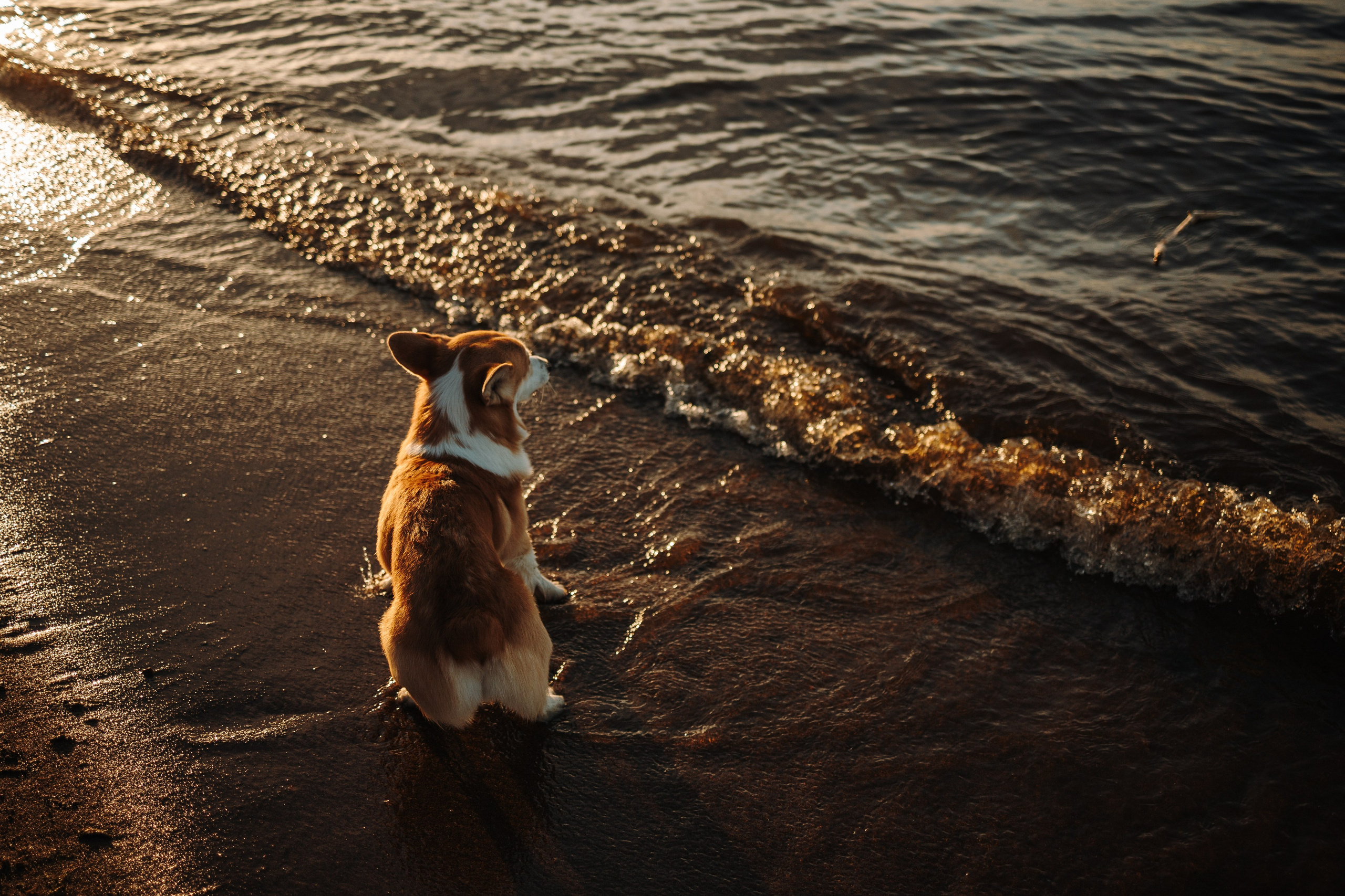 Найт и его семья. Фотограф — Анималист | Санкт-Петербург