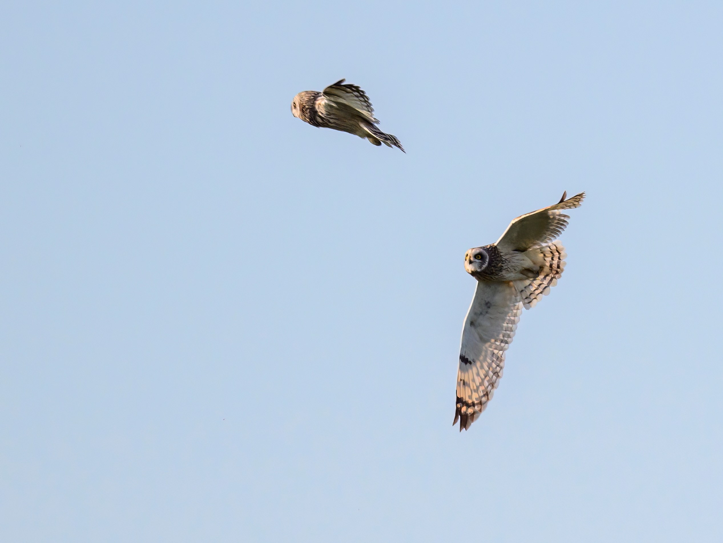 Совы играют в догонялки. Wildlife photography by Sergey Puponin