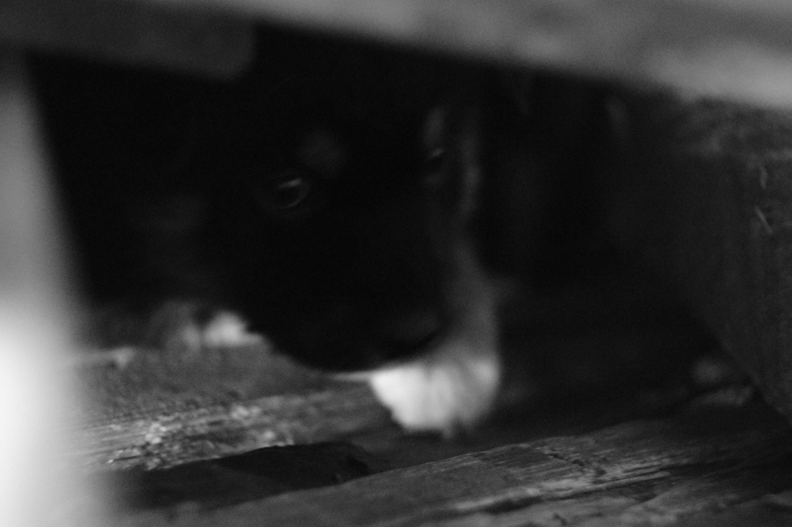 Dogs. Профессиональный фотограф