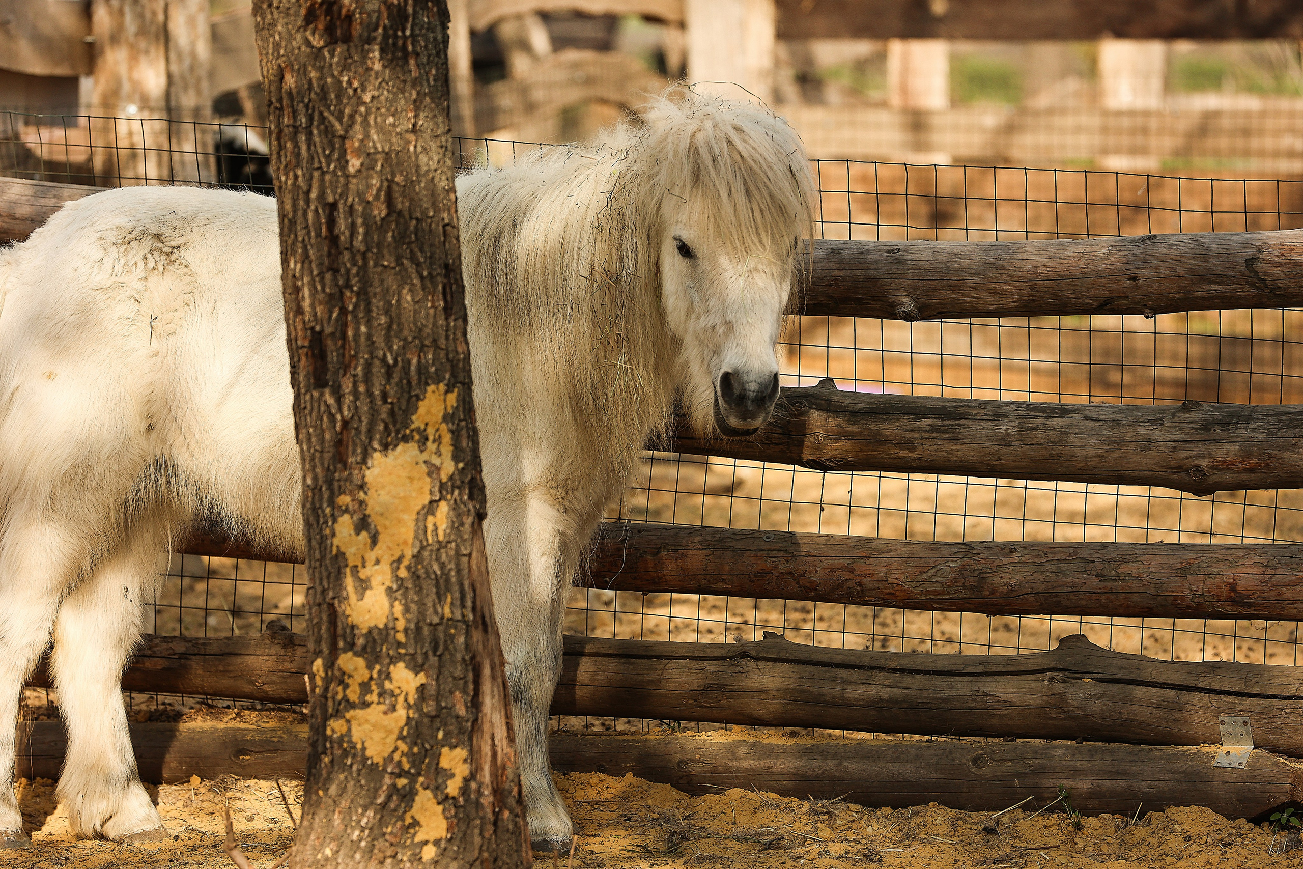 Зоопарк Малинки. Фотограф-АниМалист Анна Абрамова