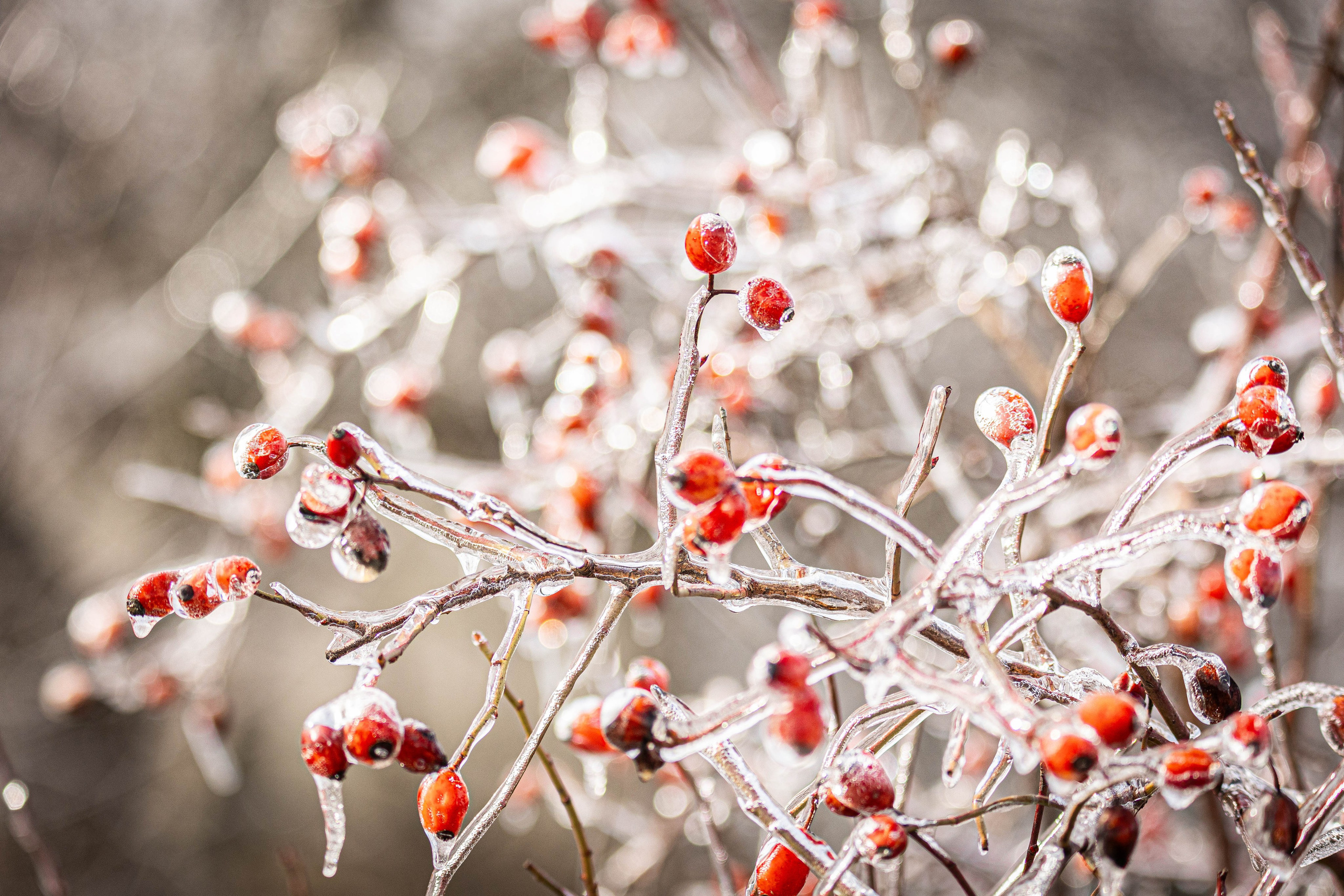 Дикий животный мир. Фотограф-АниМалист Анна Абрамова