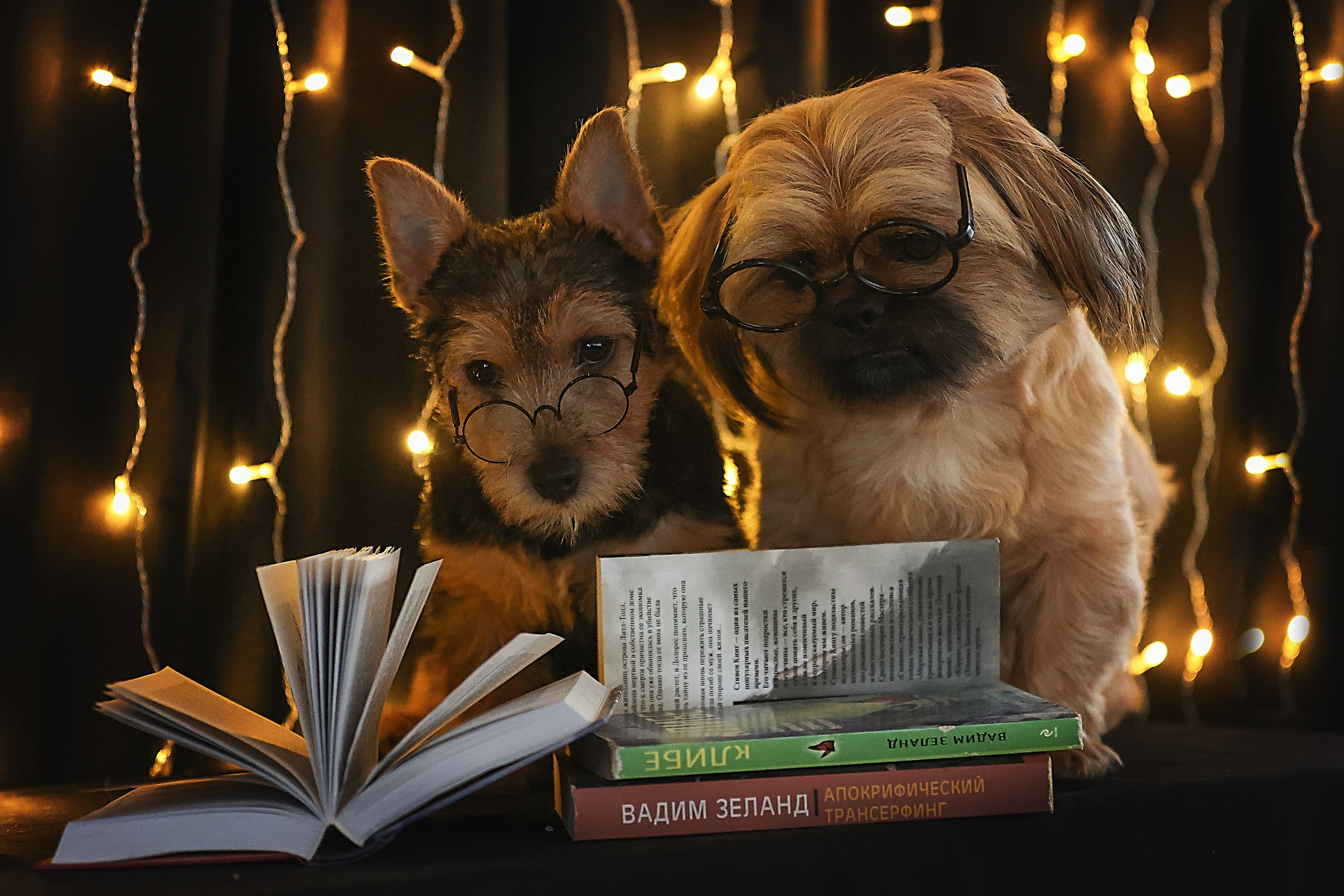 В СТУДИИ. Фотограф-АниМалист Анна Абрамова