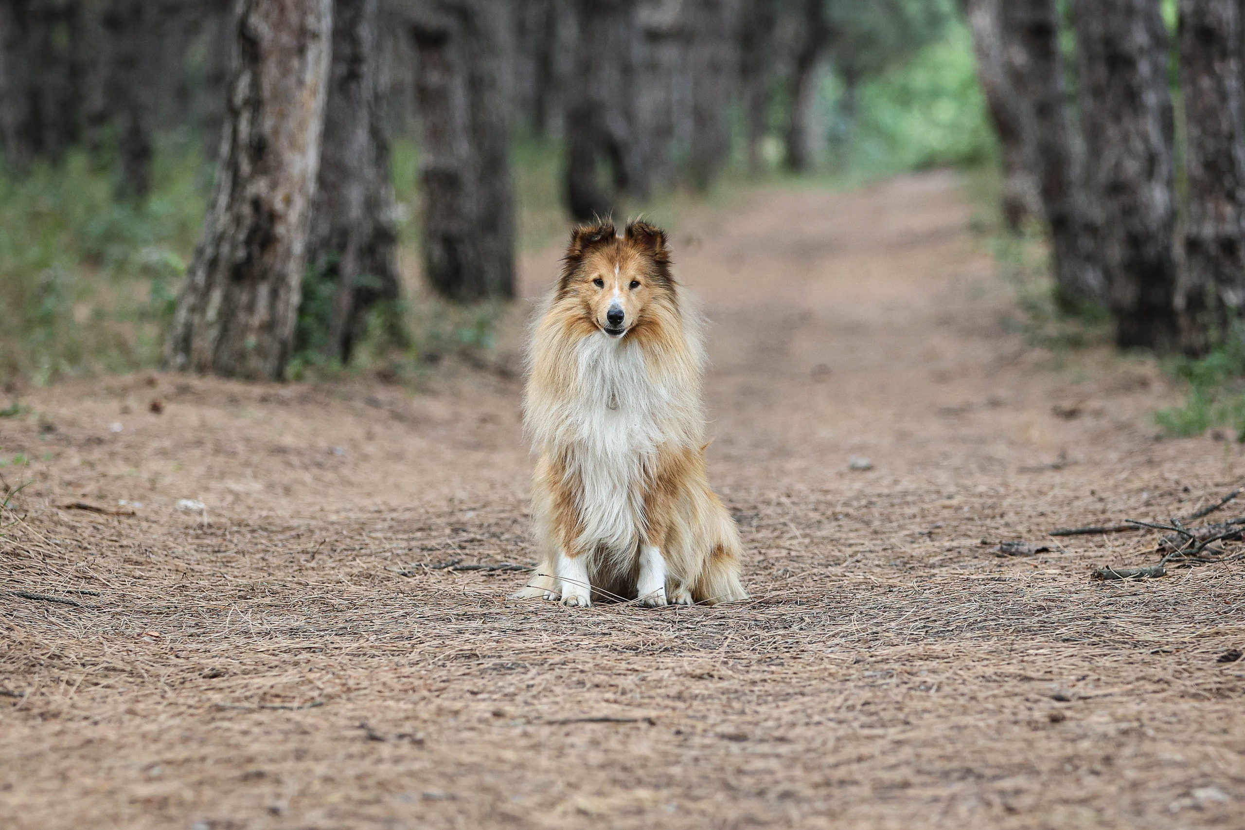 САРОЧКА В ЛЕСУ. Фотограф-АниМалист Анна Абрамова