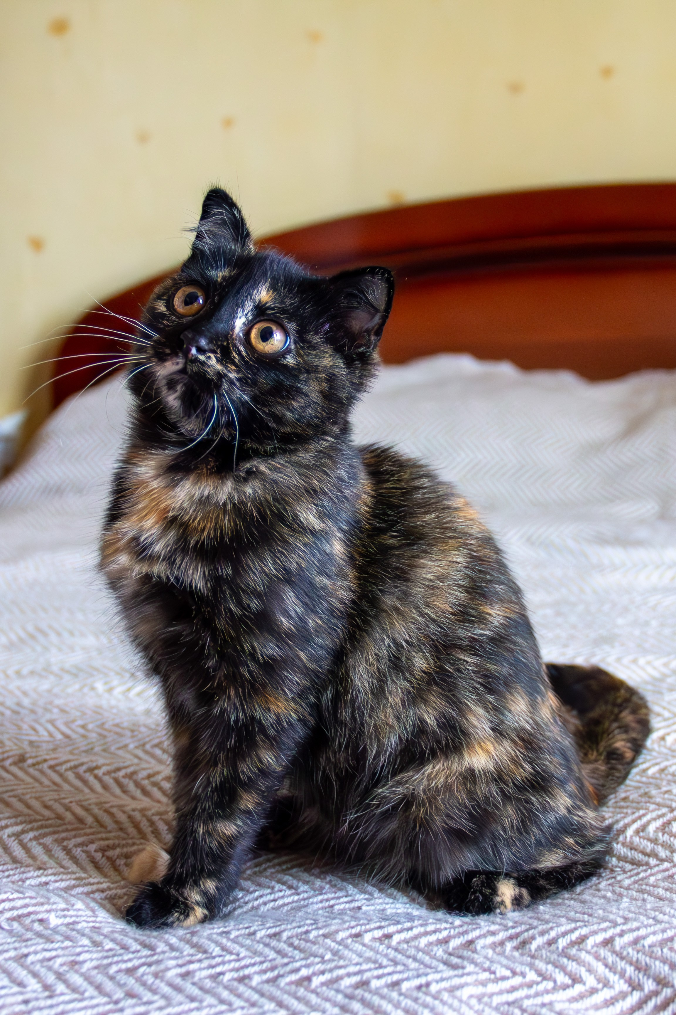 Котёнок Соня. Фотозаметки Лины Юговой | фотограф-анималист