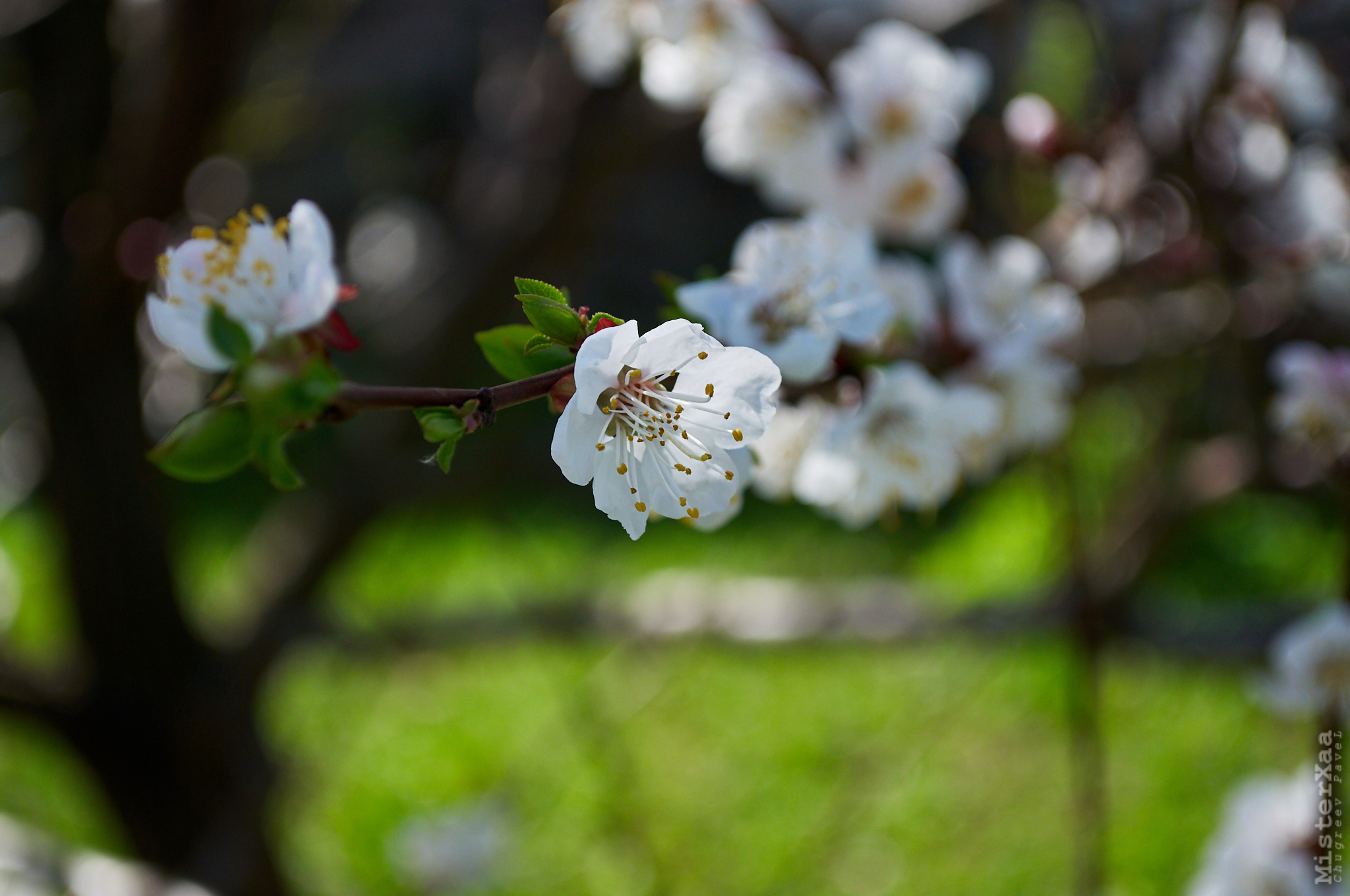 Природа. MisterXaa - фотограф и видеограф