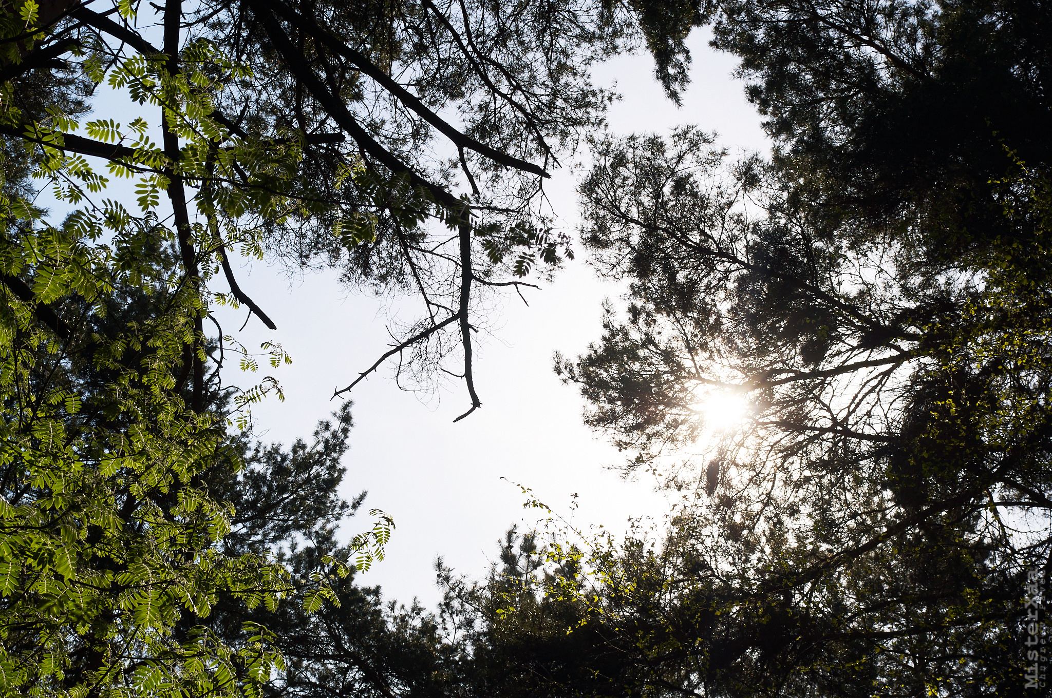 Природа. MisterXaa - фотограф и видеограф