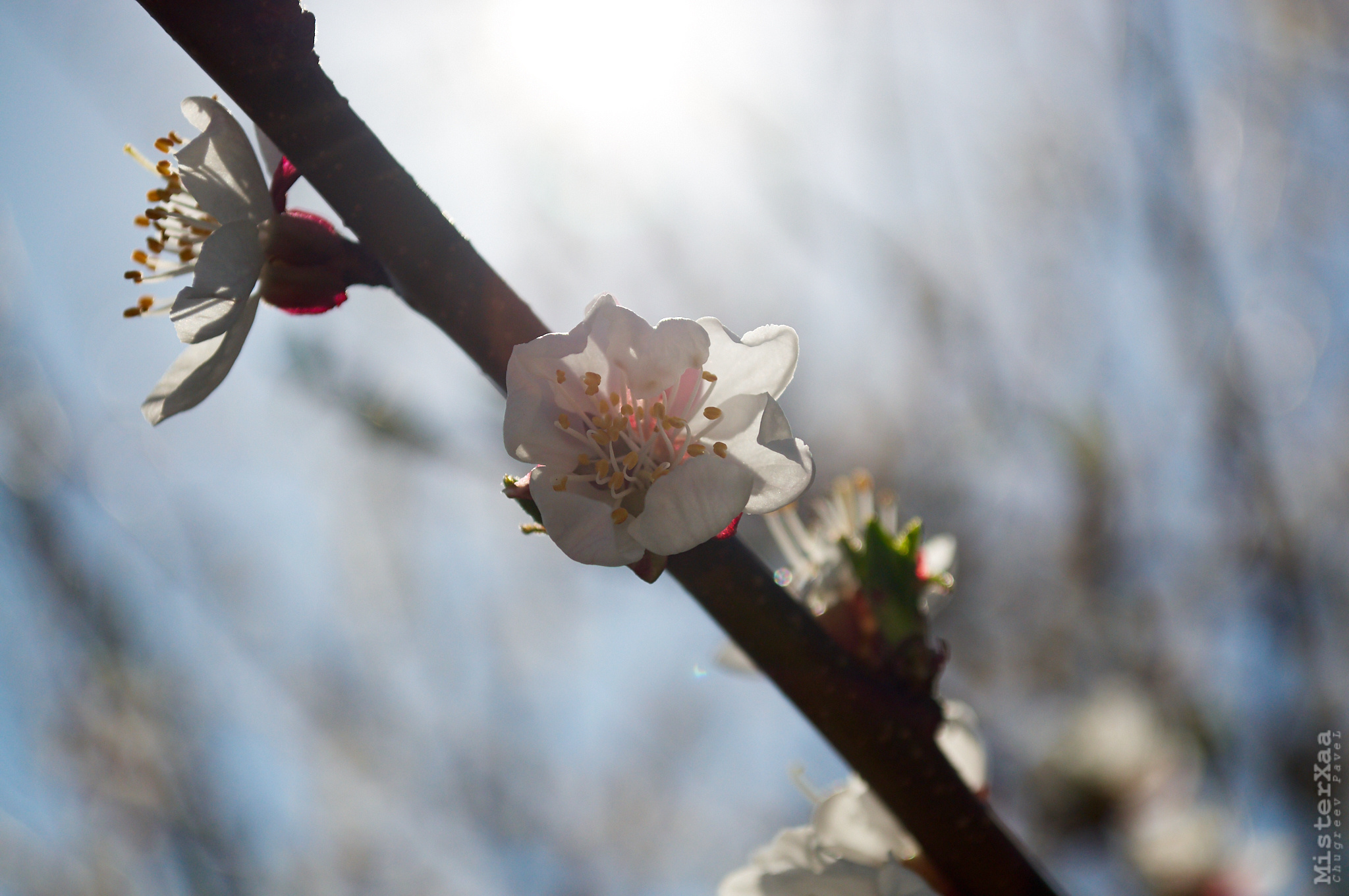 Природа. MisterXaa - фотограф и видеограф