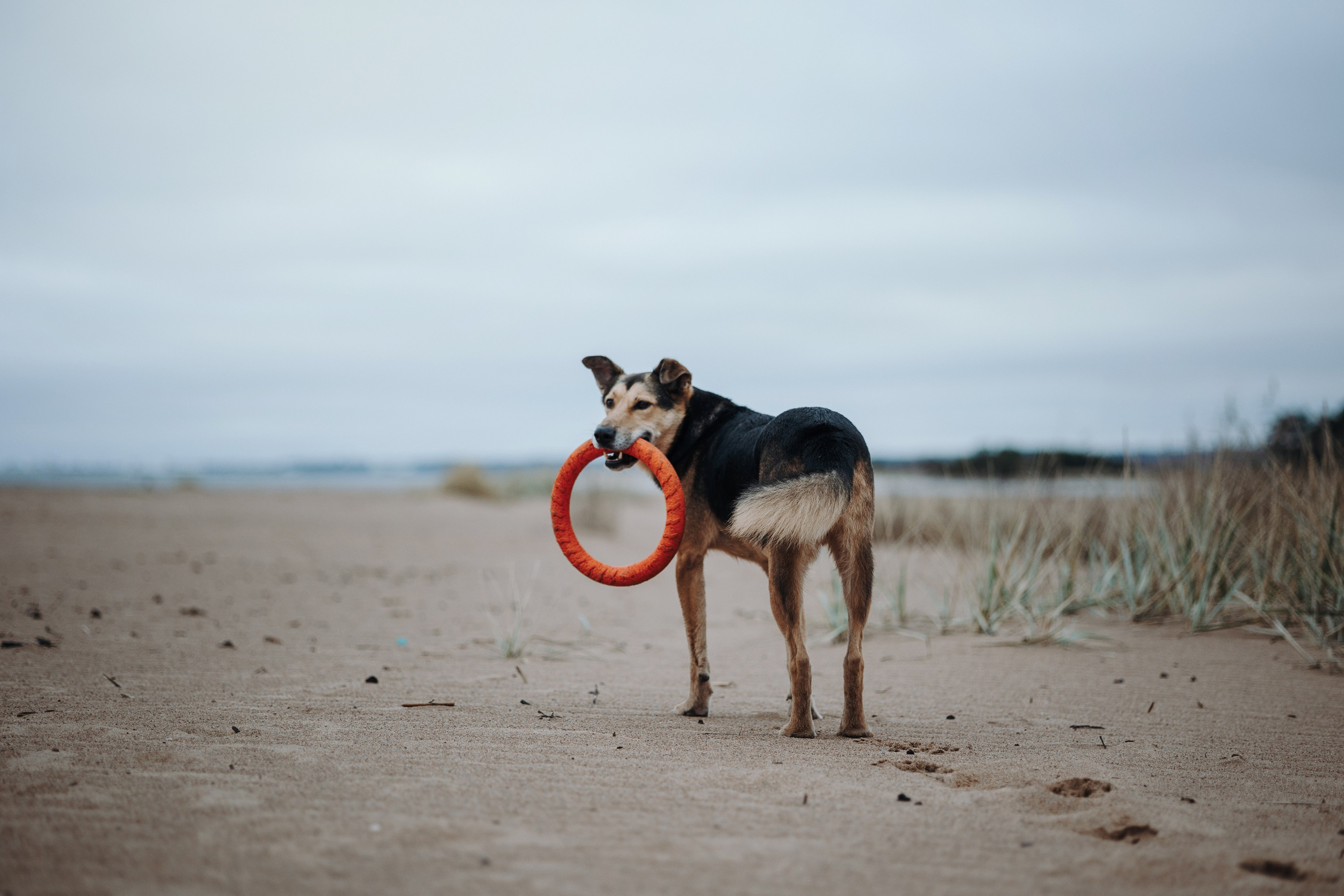 Наталья и Того. Фотограф — Анималист | Санкт-Петербург