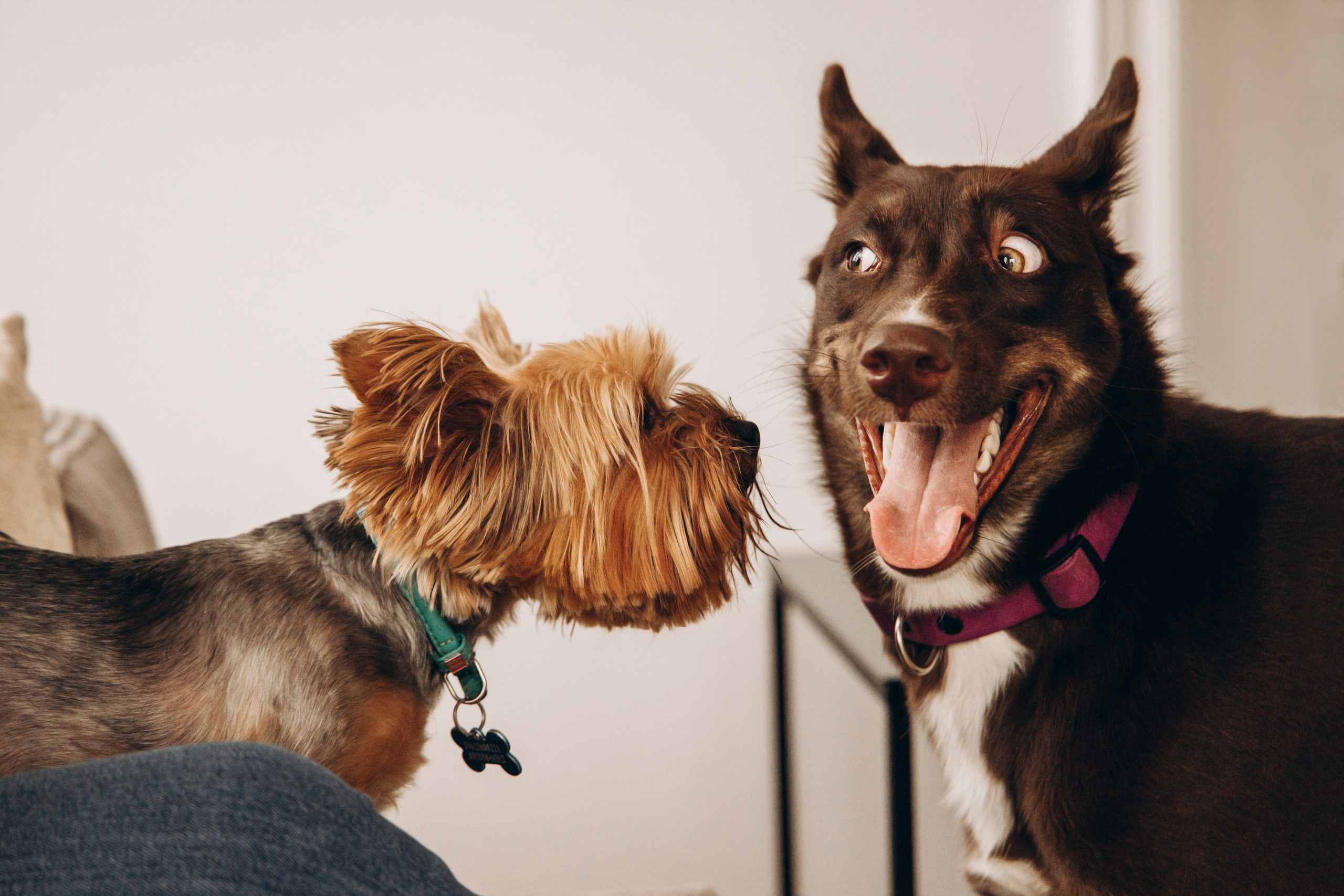 Аня и ее семья. Фотограф — Анималист | Санкт-Петербург