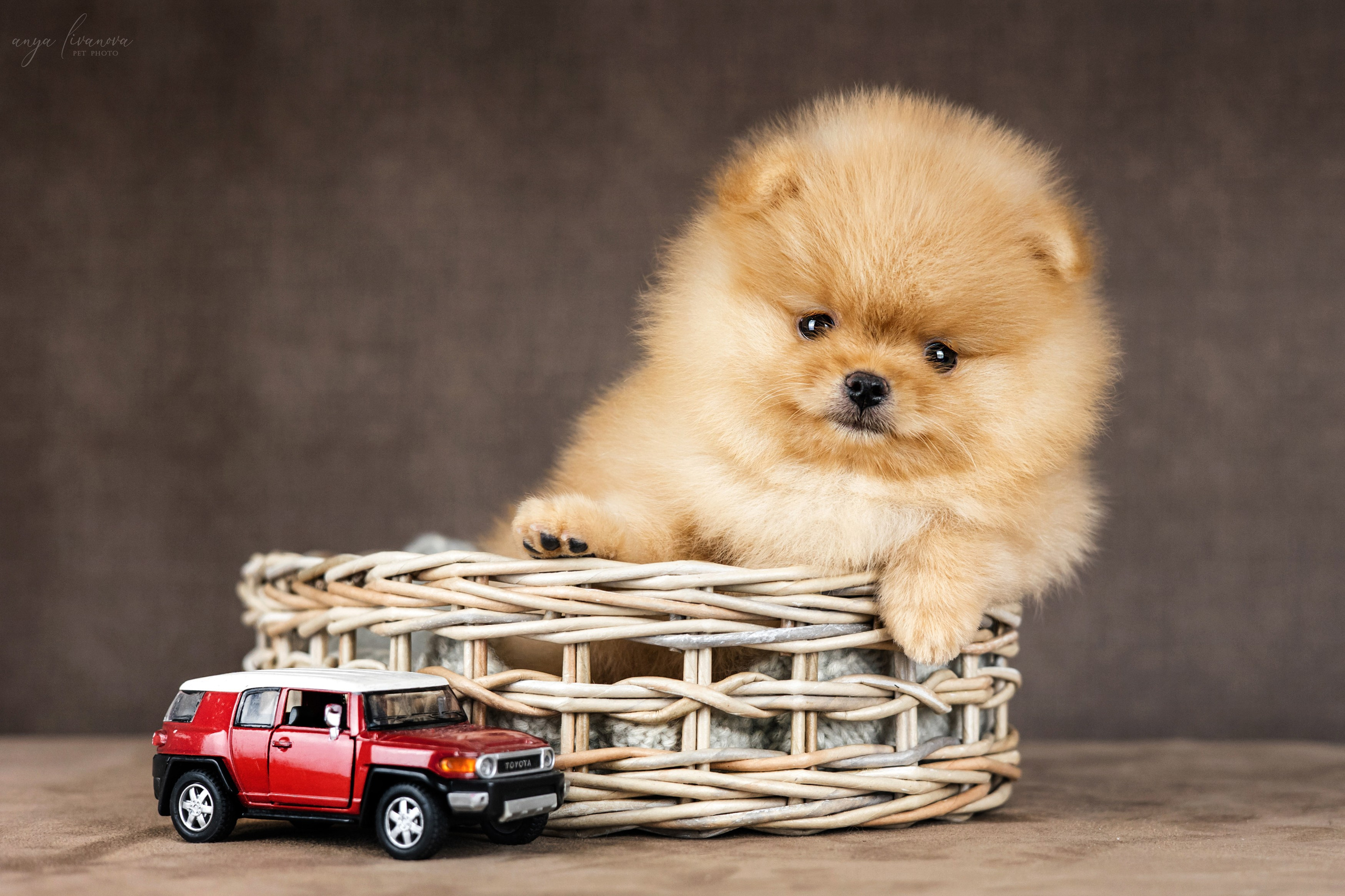 Шпицули. Фотограф анималист Аня Ливанова | Рыбинск