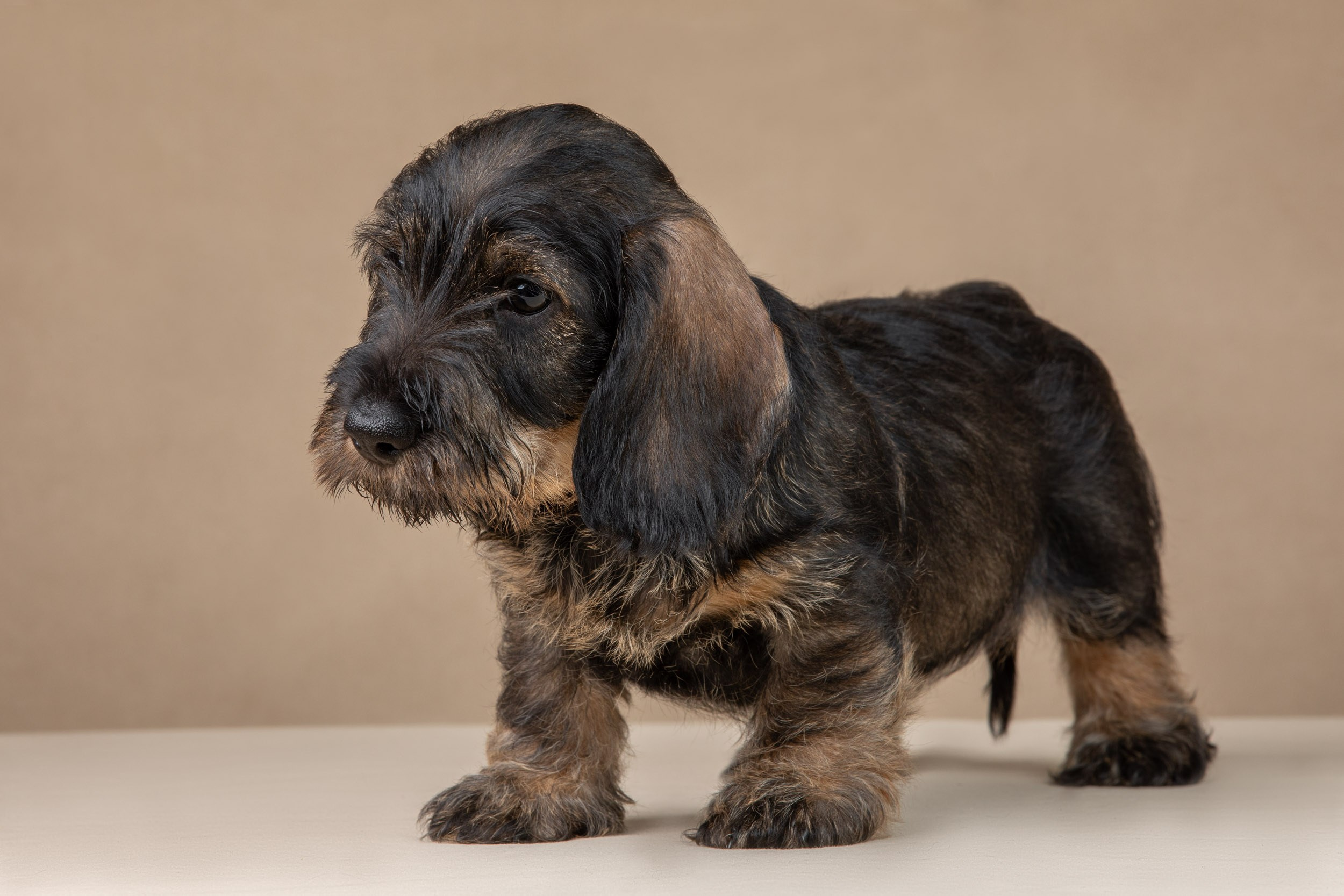 Съемка щенков жесткошерстной таксы на бежевом фоне в ящике. Фотограф-анималист в Москве и Московской области Татьяна Фролова