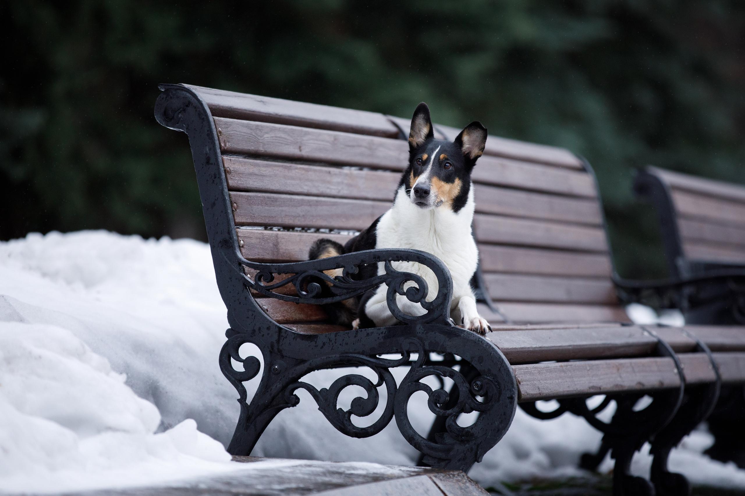 Фотограф-анималист в Москве и Московской области Татьяна Фролова