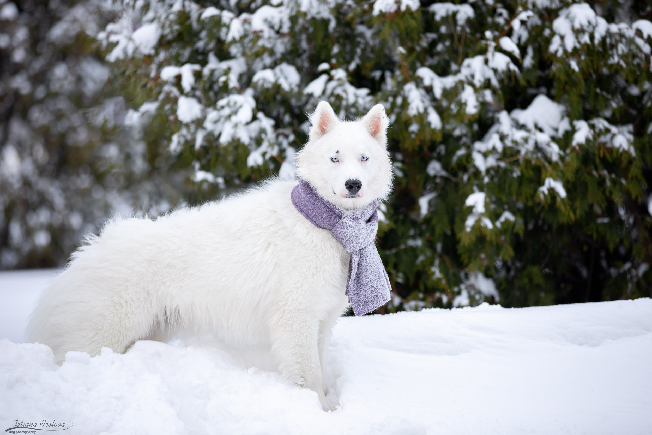 Фотопрогулка в парке Измайлово с якутской лайкой и его хозяйкой. Фотограф-анималист в Москве и Московской области Татьяна Фролова