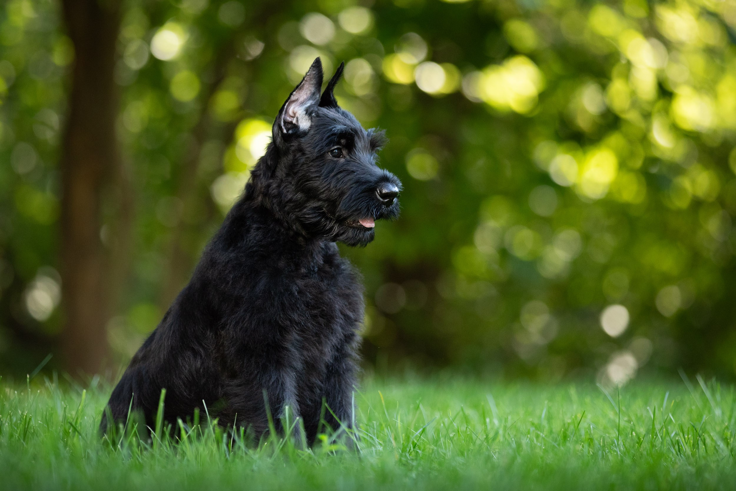 Уличная съемка щенков ризеншнауцера. Фотограф-анималист в Москве и Московской области Татьяна Фролова