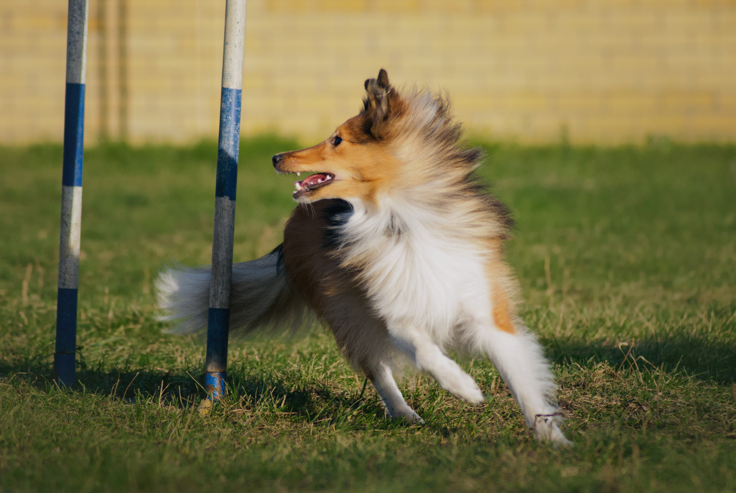 Аджилити. Фотограф в Тюмени Лизавета Сапицкая