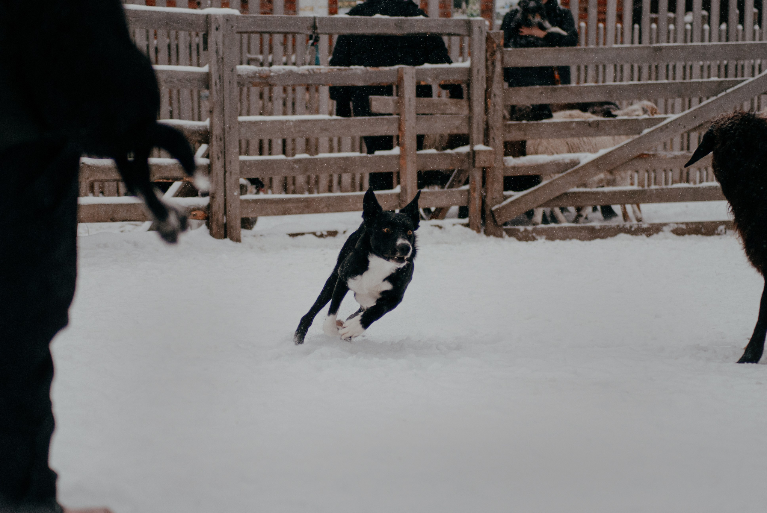 Пастьба. Фотограф в Тюмени Лизавета Сапицкая