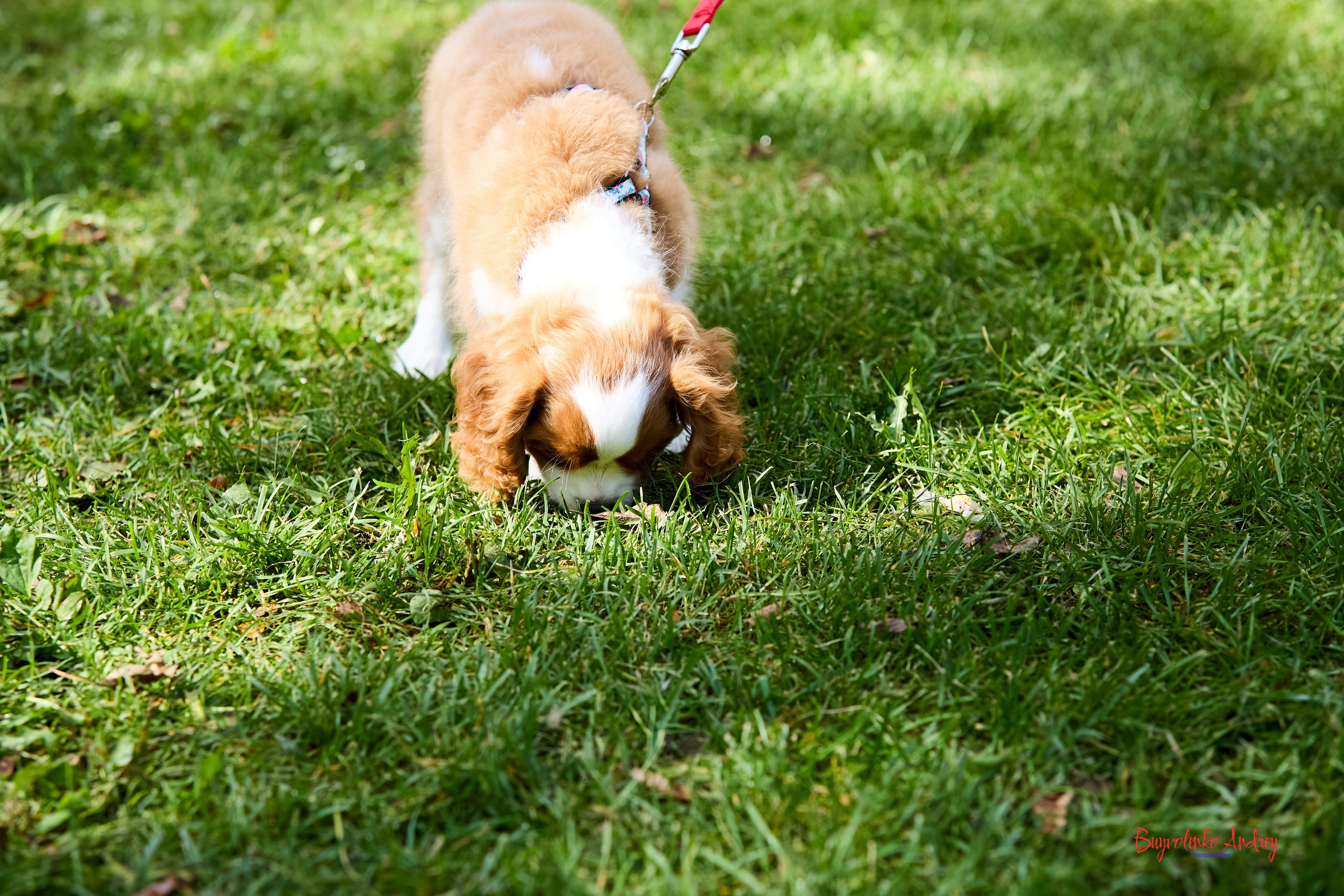 Фотопрогулка с кавалерами. Buyvolenko Andrey