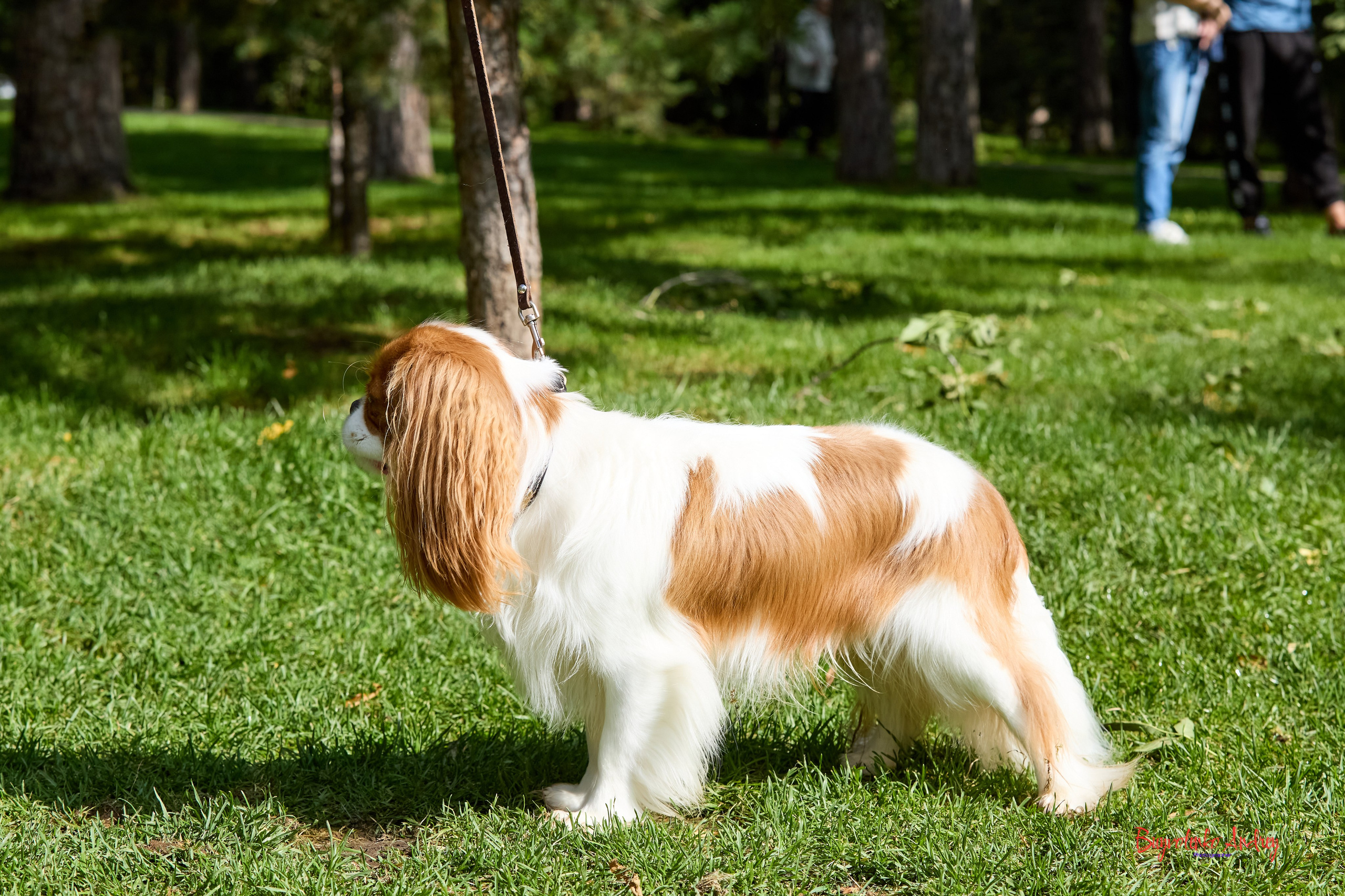 Фотопрогулка с кавалерами. Buyvolenko Andrey