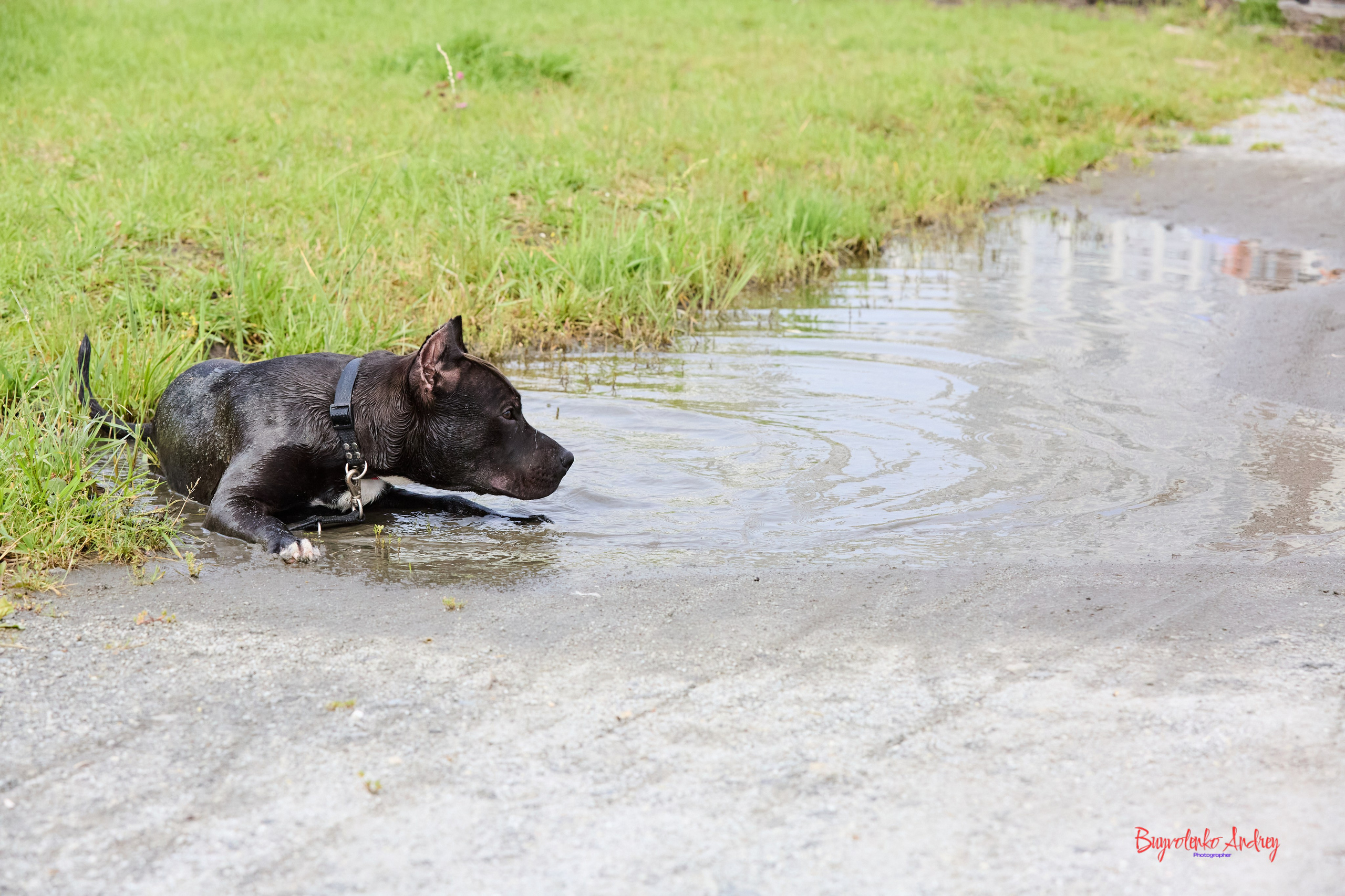 Проект фотопрогулка с хвостиком. Buyvolenko Andrey