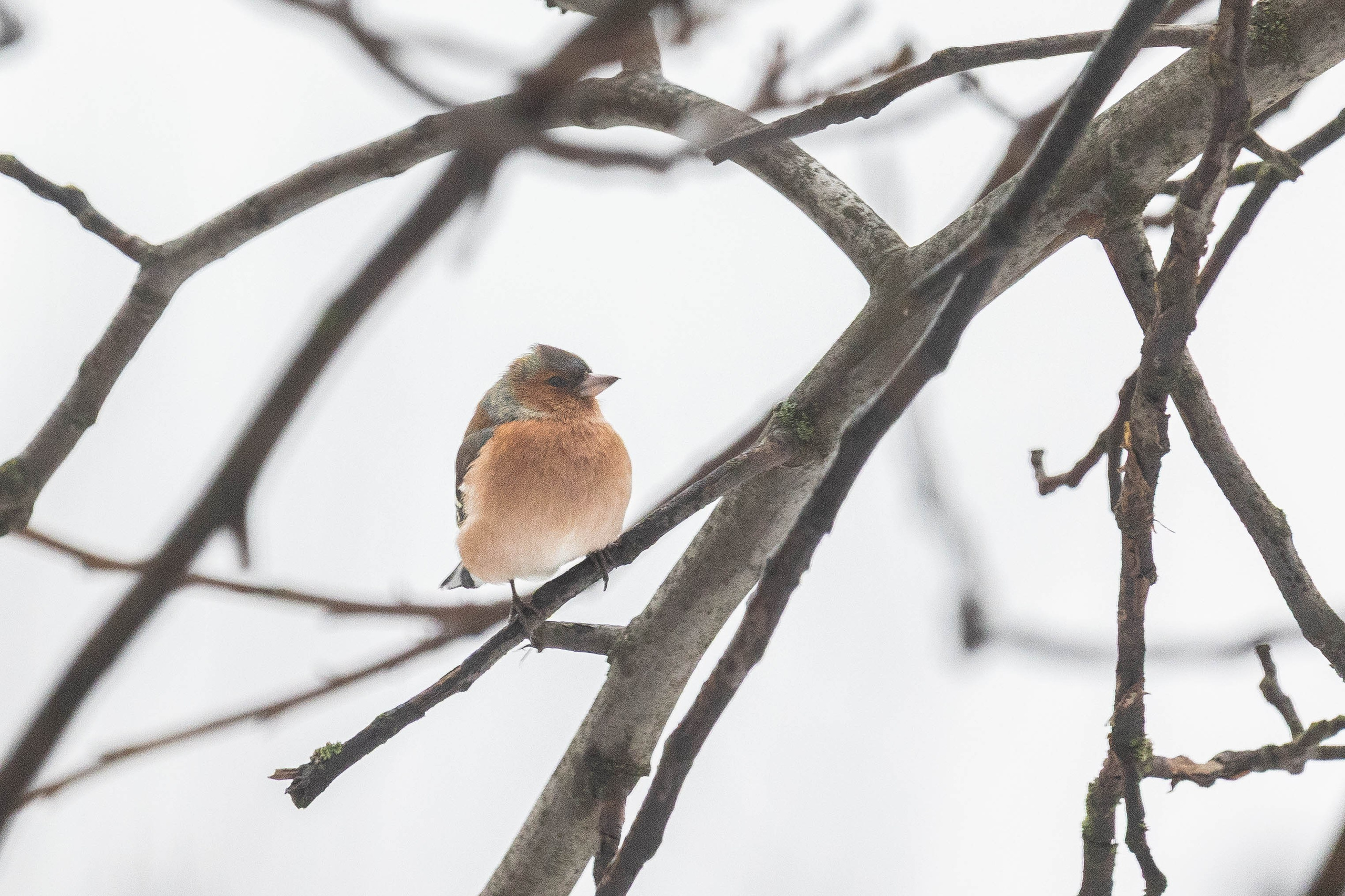 Дикий животный мир. Фотограф-АниМалист Анна Абрамова