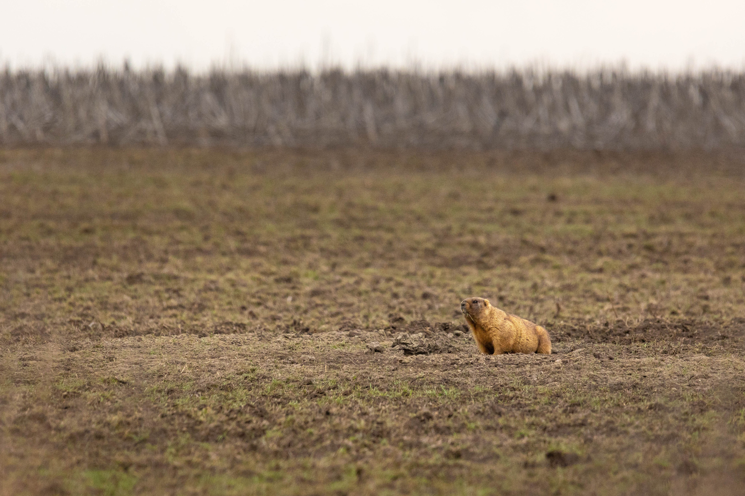 Дикий животный мир