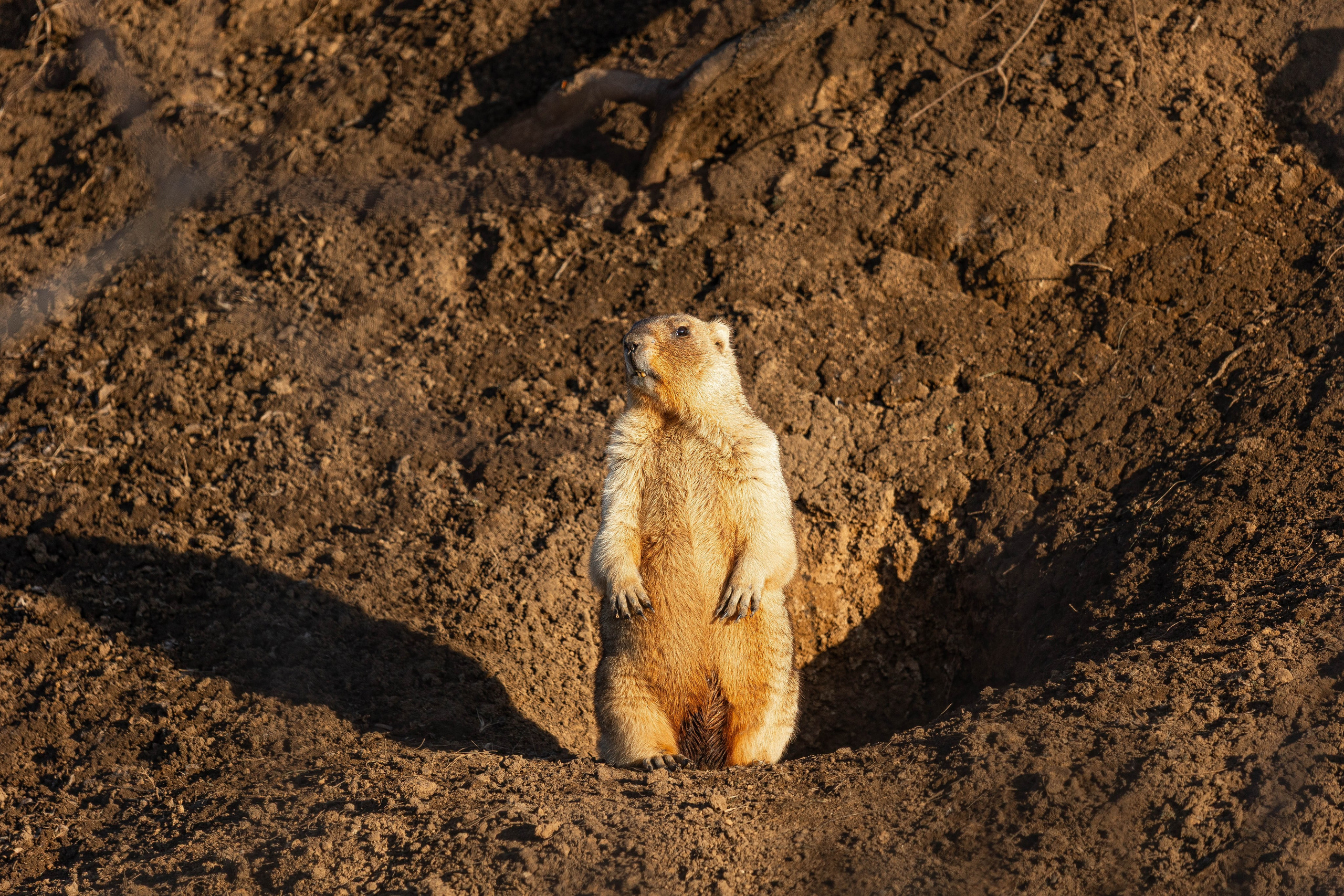 Дикий животный мир. Фотограф-АниМалист Анна Абрамова