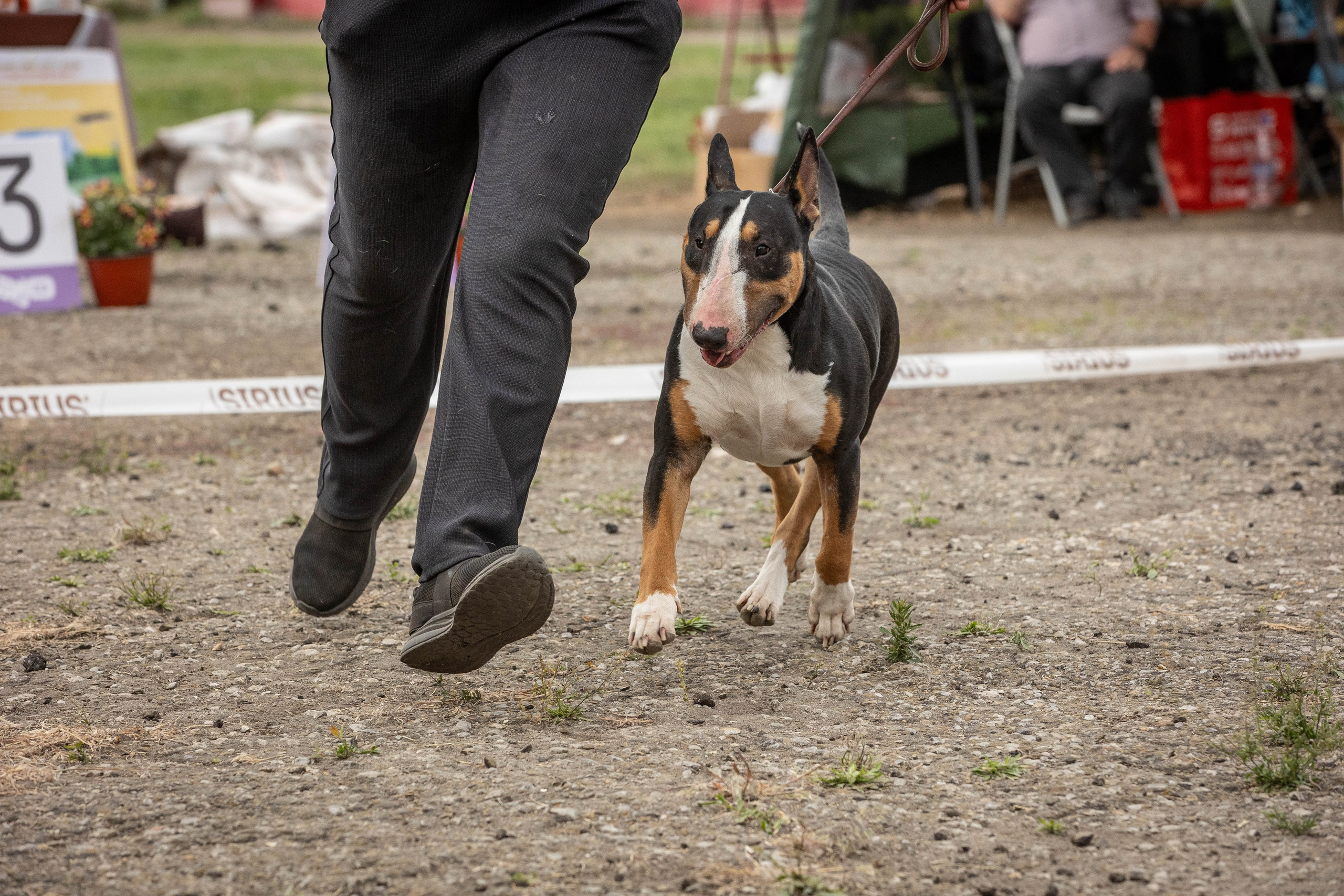 Репортаж (фото с выставок). Фотограф-АниМалист Анна Абрамова