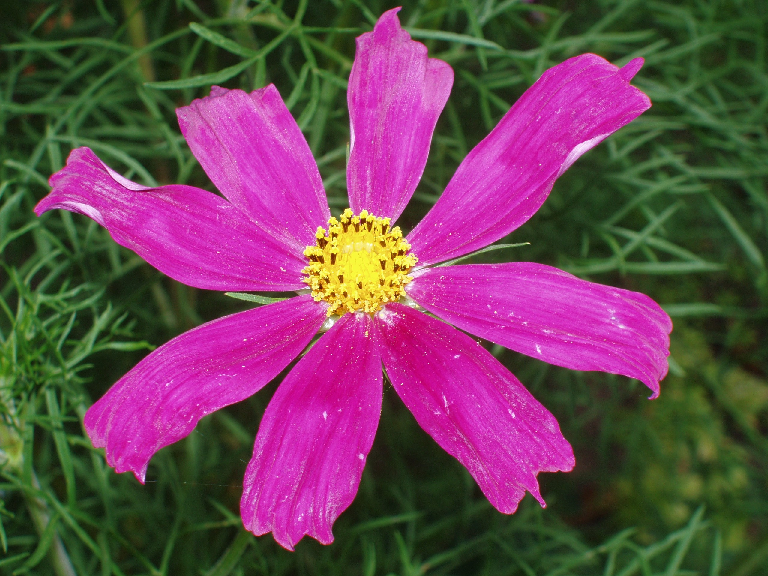 Отпуск 13.07-24.08. Семейный, Свадебный фотограф СПБ Питер— Романова Екатерина