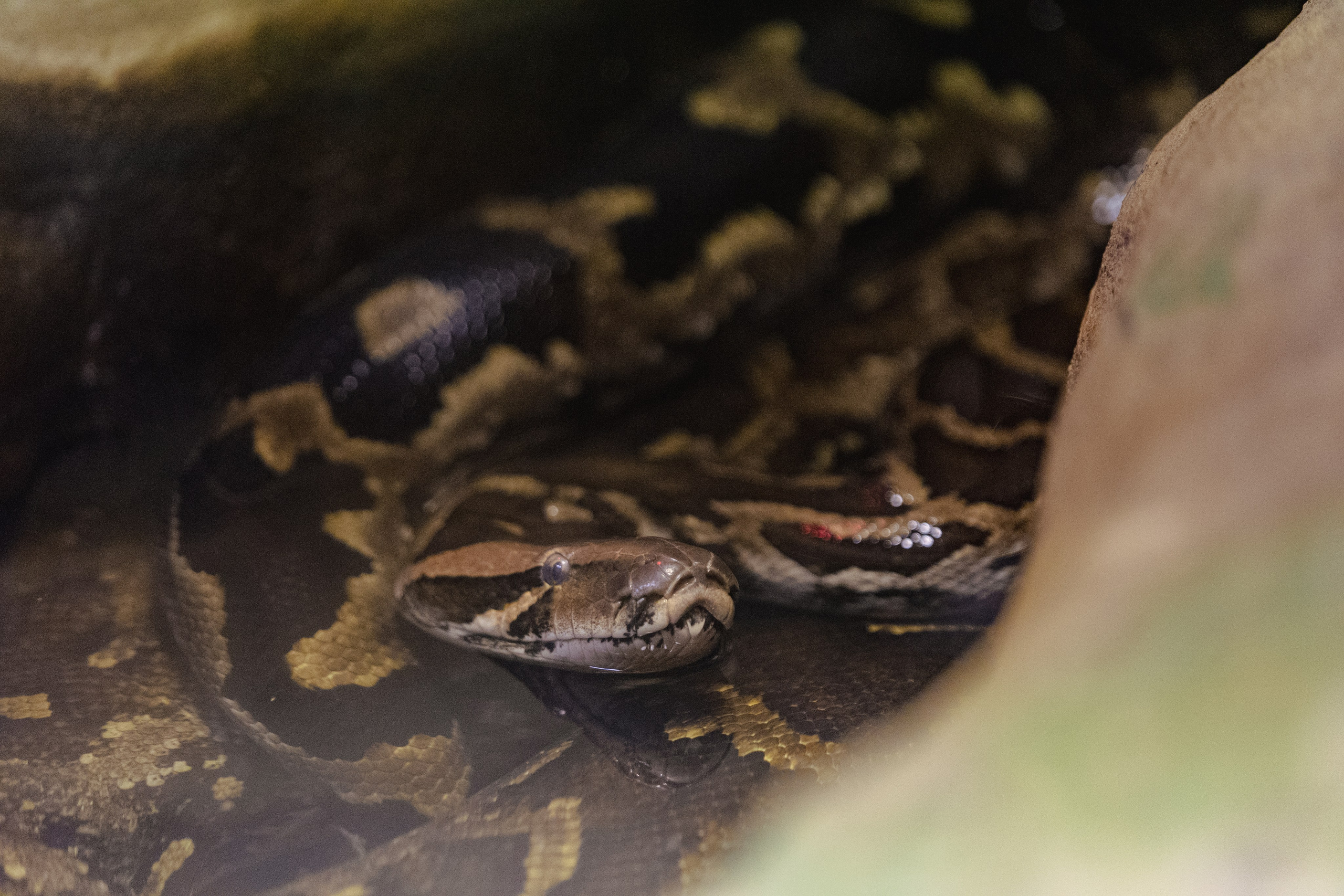 Московский зоопарк. Photographer Sonkina Tatiana (Tanya Ash)