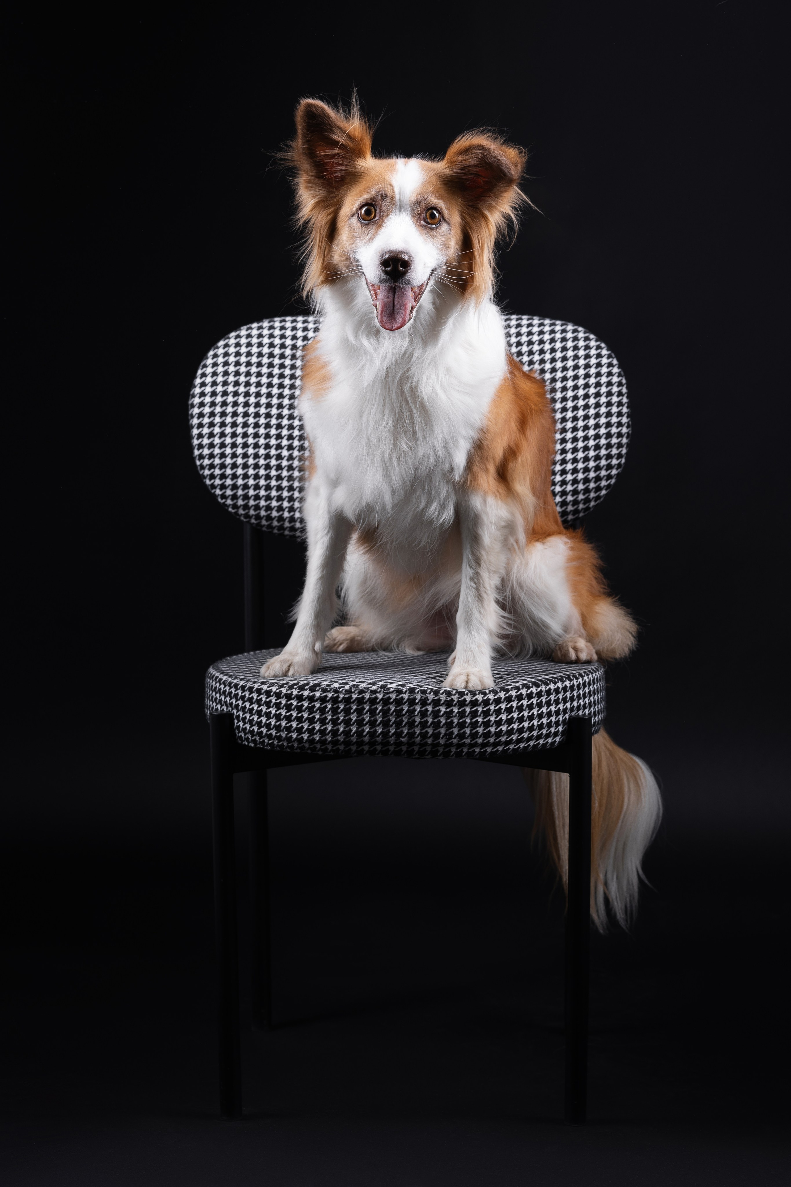 Беатрисс и бордер Вивьен в студии. Фотограф анималист в Москве Майорова Евгения