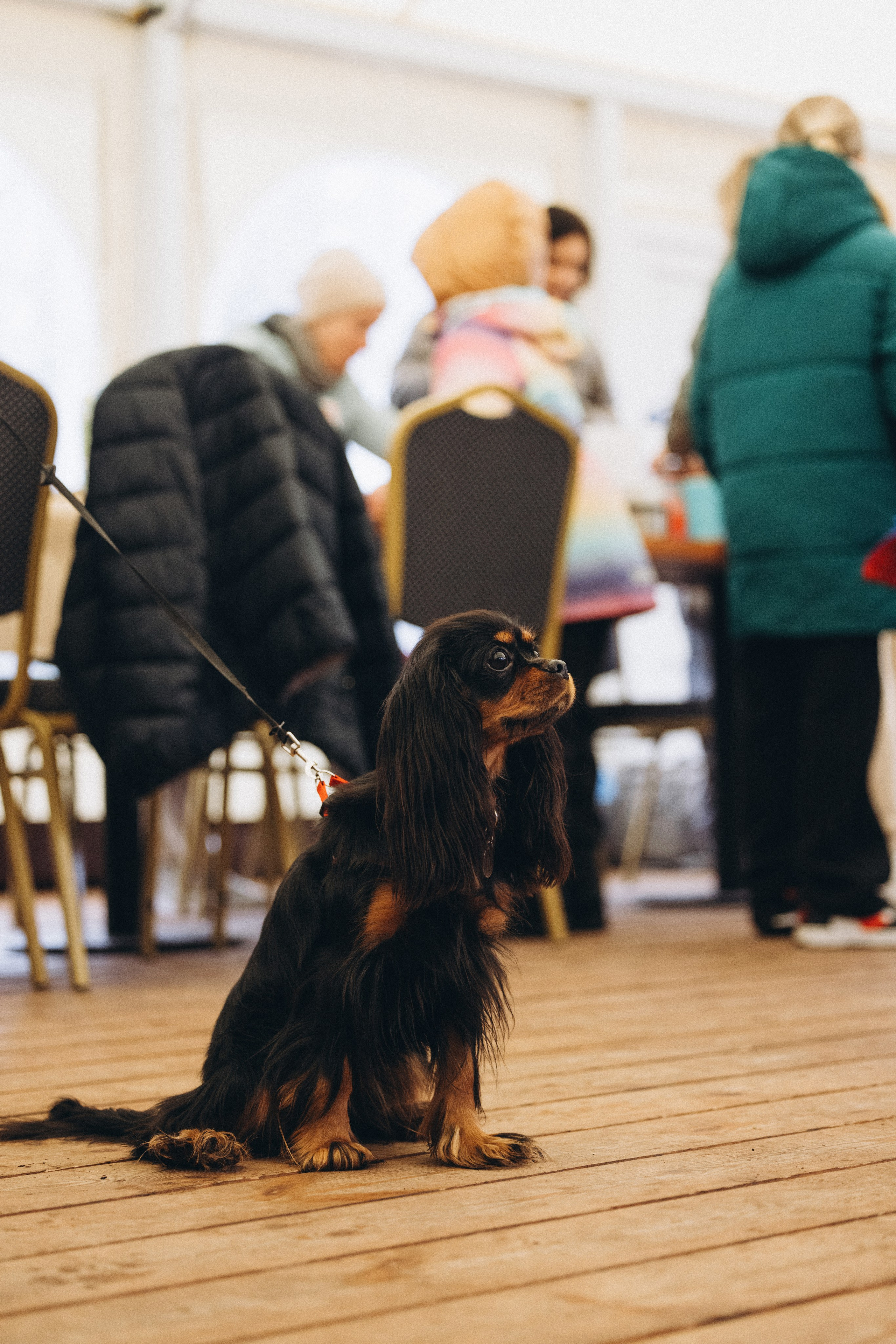 Встреча ККЧС. Фотограф анималист Осипчикова Мария