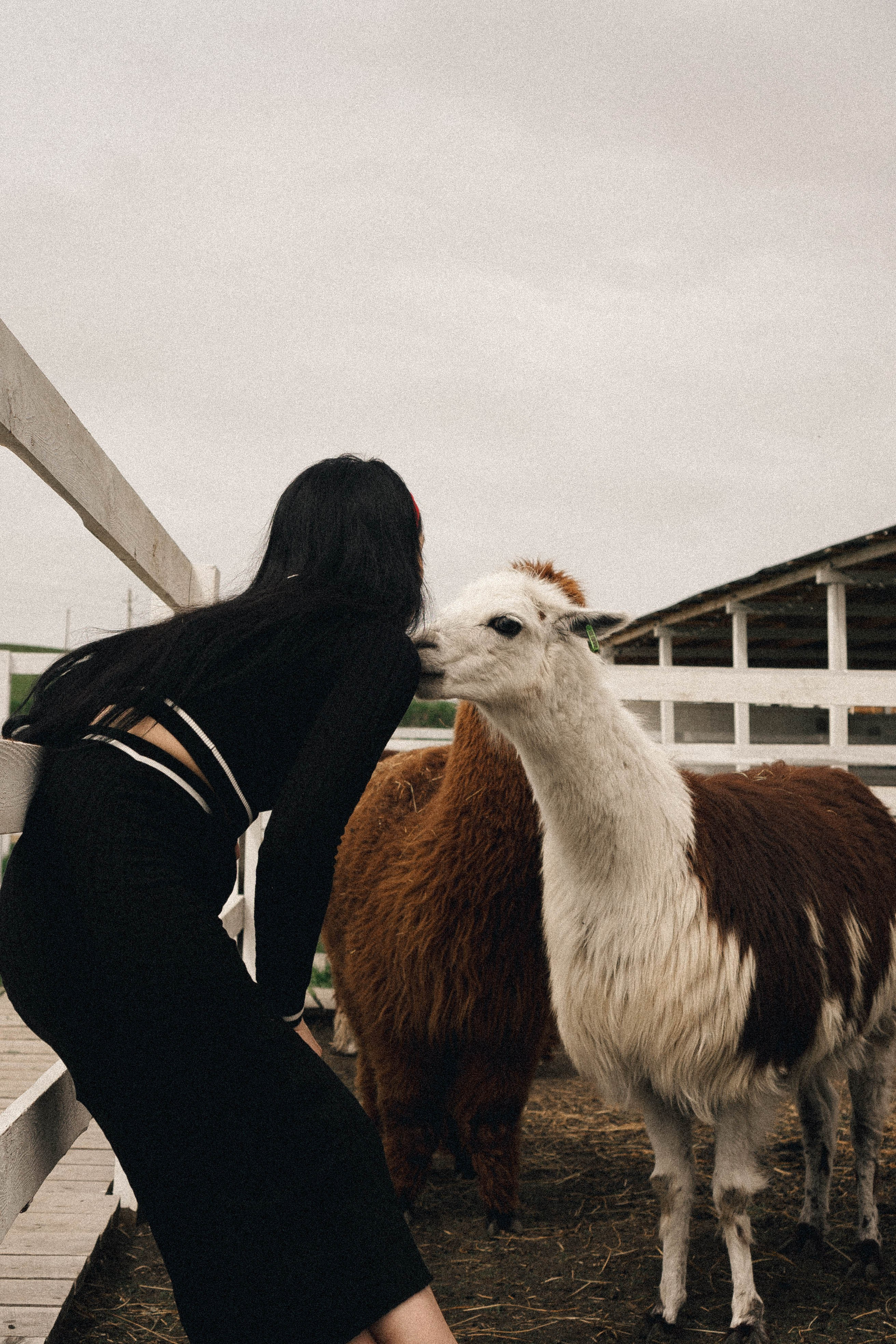 Ферма Альпак. Профессиональный фотограф, Санкт-Петербург — Виктория Богомолова