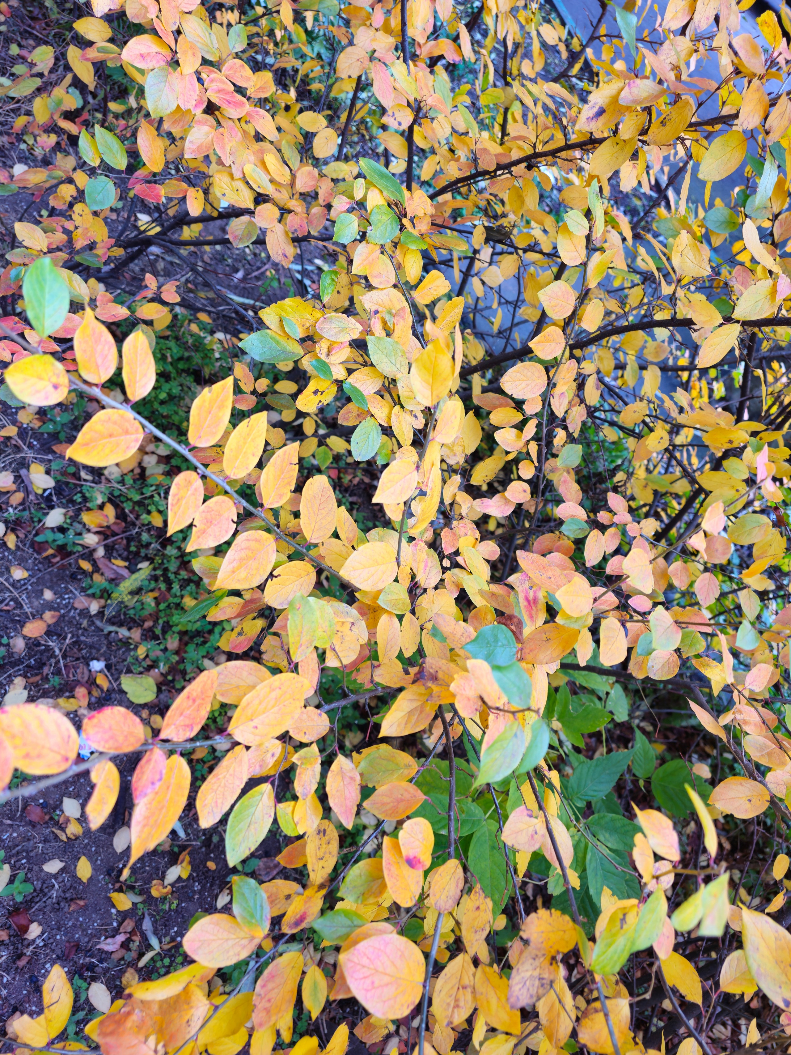 Крупный план ветвей кустарника с небольшими округлыми листьями, окрашенными в яркие оттенки желтого и золотисто-оранжевого, с вкраплениями зеленого. Виден темный грунт на заднем плане. Густая листва кустарника с мелкими листьями, демонстрирующими переход от зеленого к ярко-желтому и оранжевому цвету осенью.