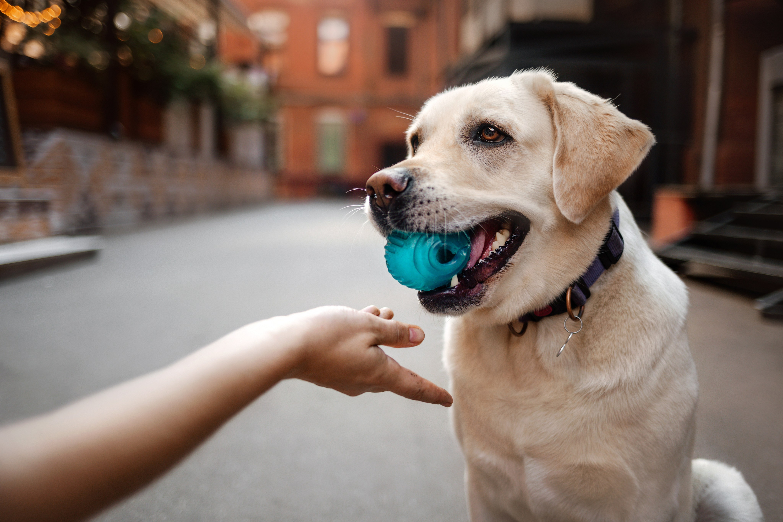 Как я выбираю, на какой объектив снимать животных?