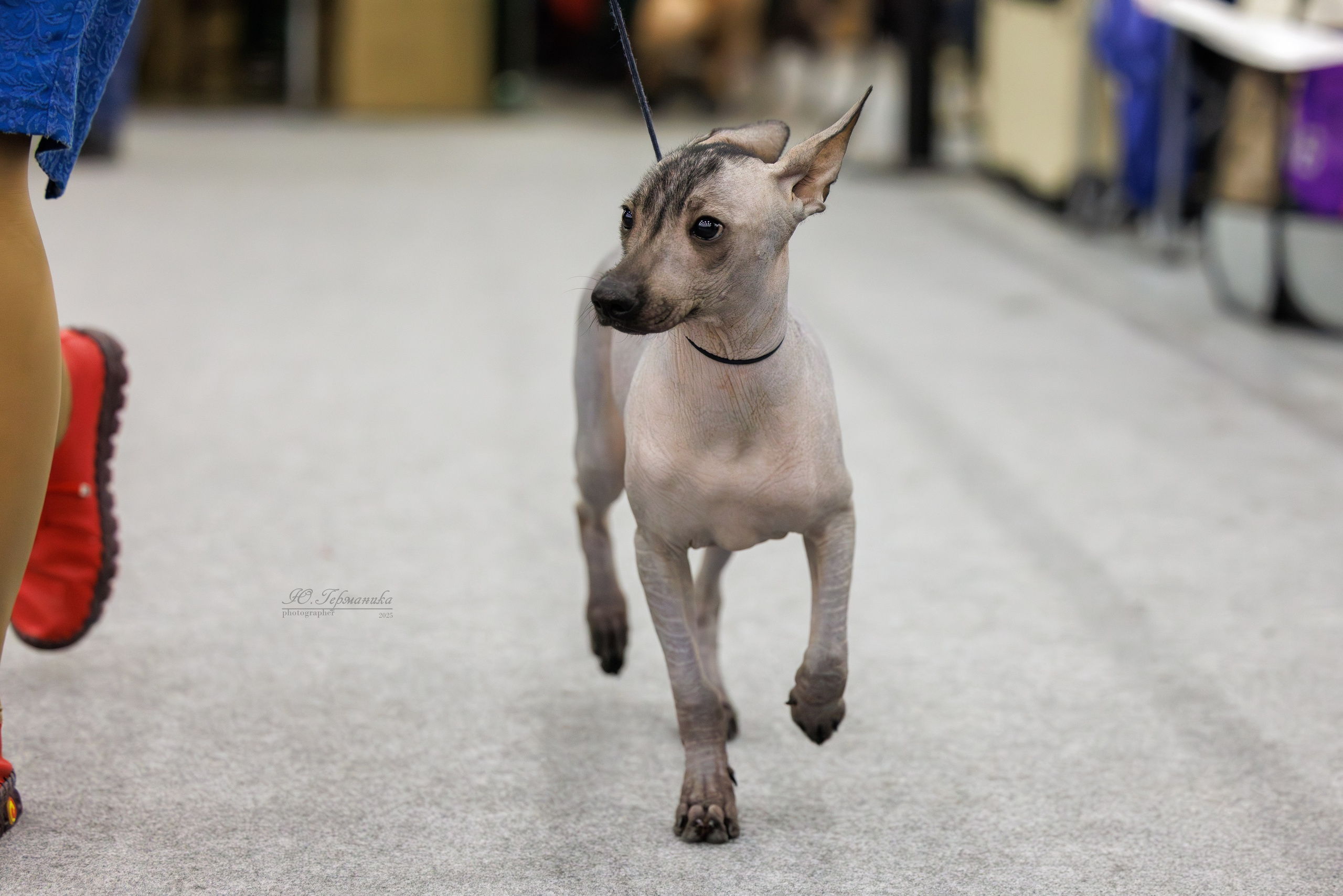 Питер 12-13.12.2025. Фотограф-анималист Юлия Германика