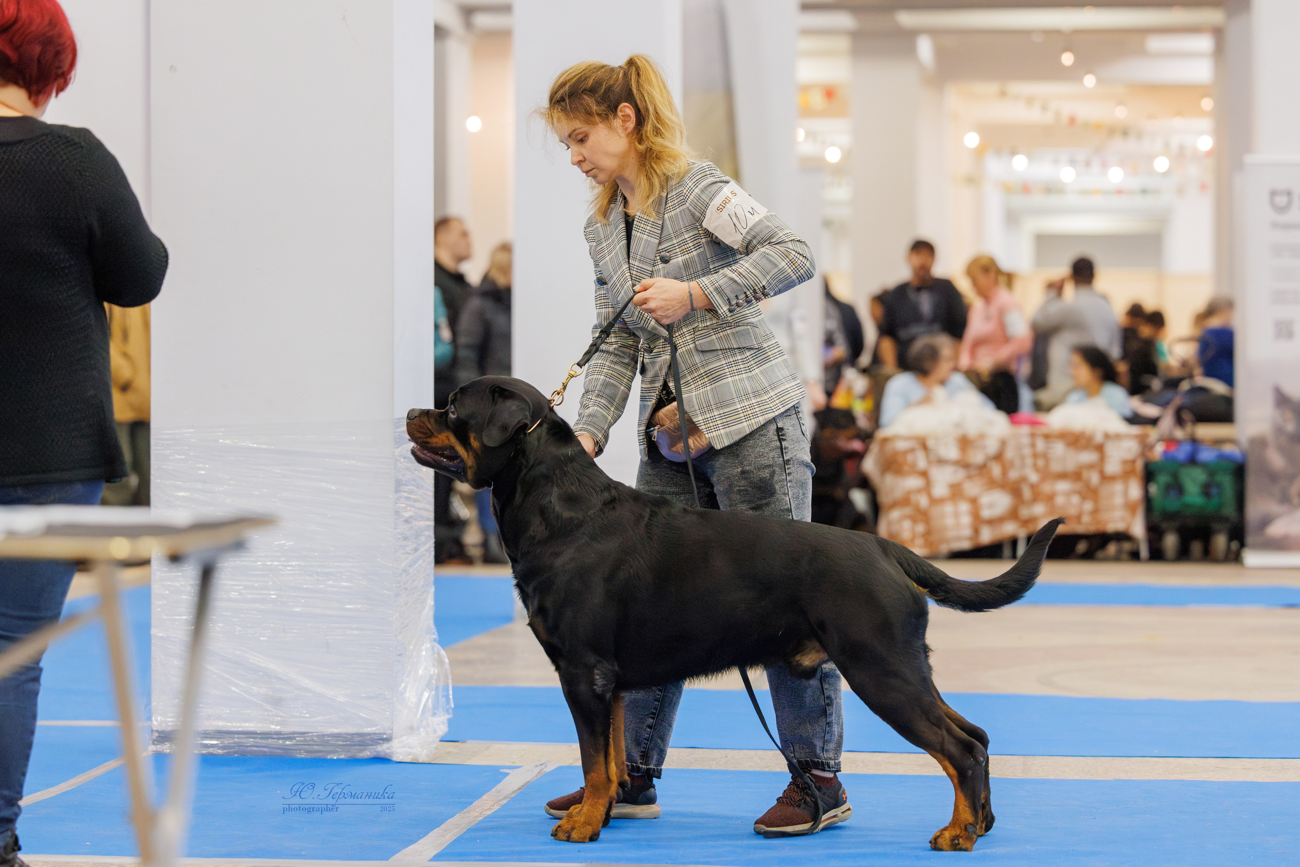 Питер ротвейлеры 18.01,Крокус 19.01.2025. Фотограф-анималист Юлия Германика