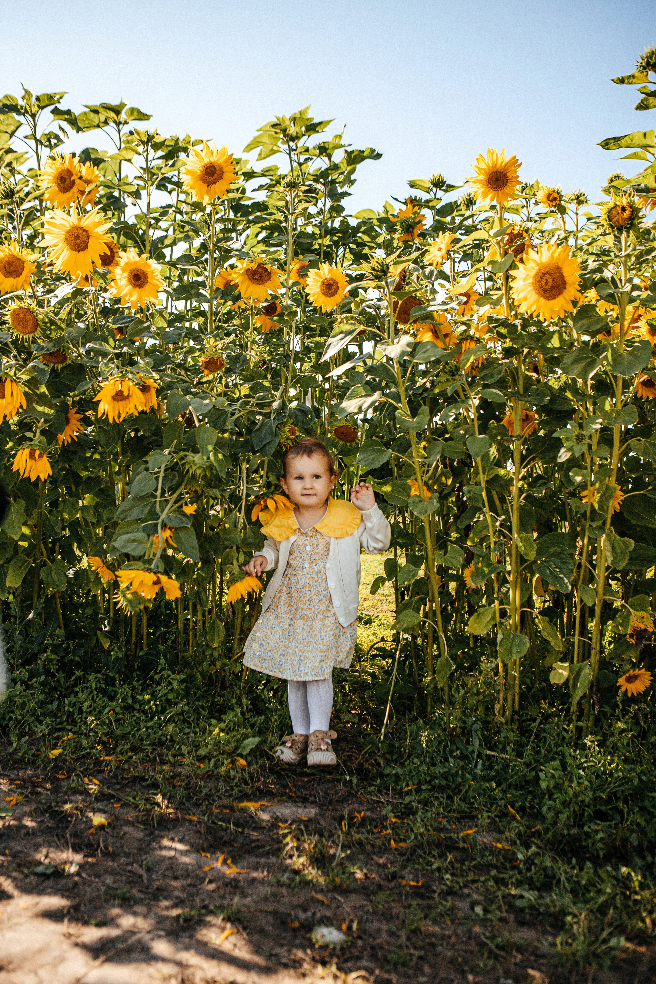 Семья в подсолнухах. Elena Sova — семейный и женский фотограф в Санкт-Петербурге