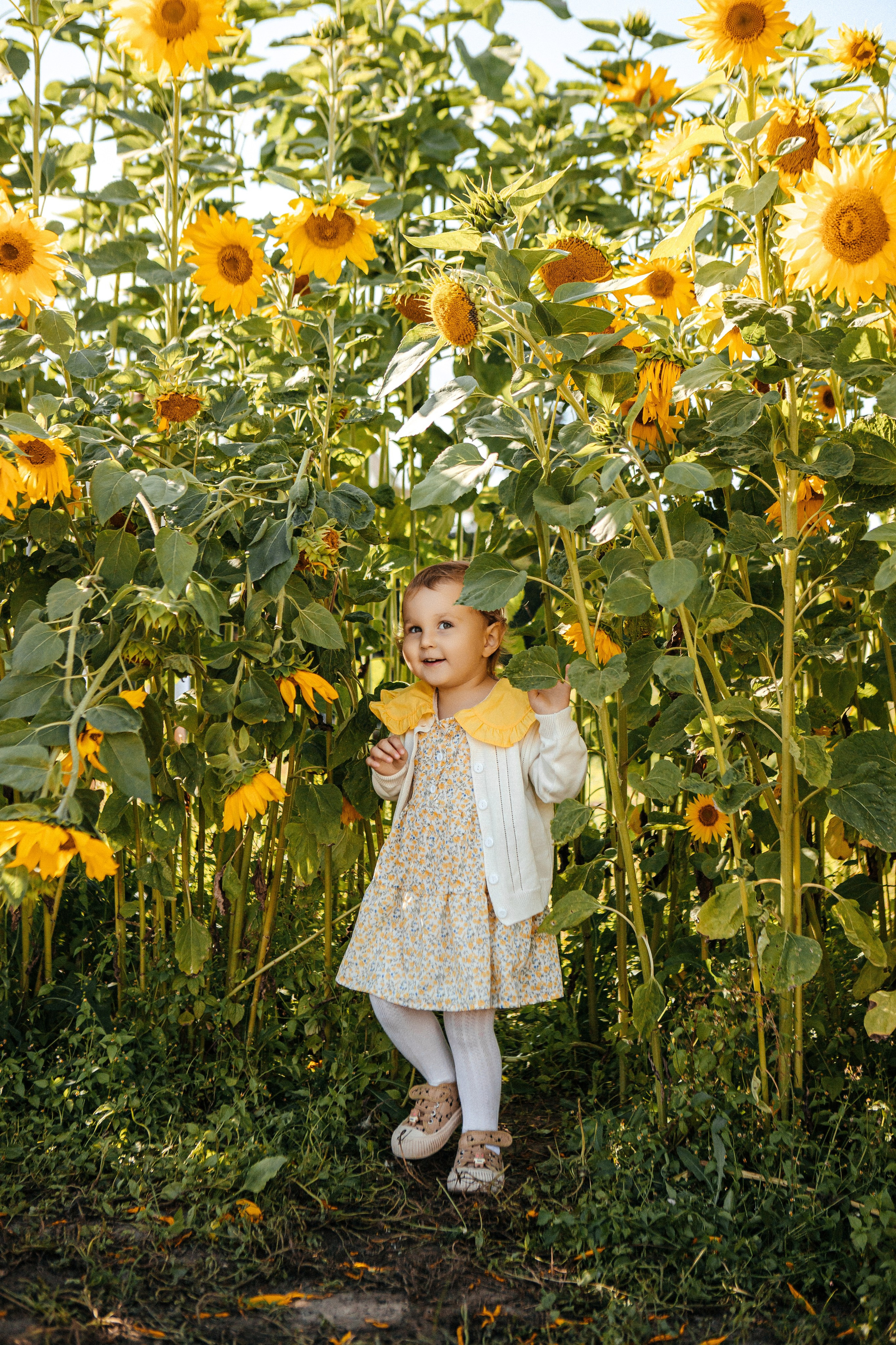 Семья в подсолнухах. Elena Sova — семейный и женский фотограф в Санкт-Петербурге