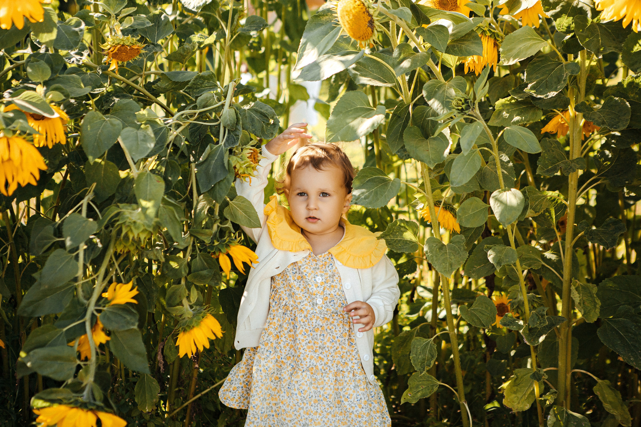 Семья в подсолнухах. Elena Sova — семейный и женский фотограф в Санкт-Петербурге