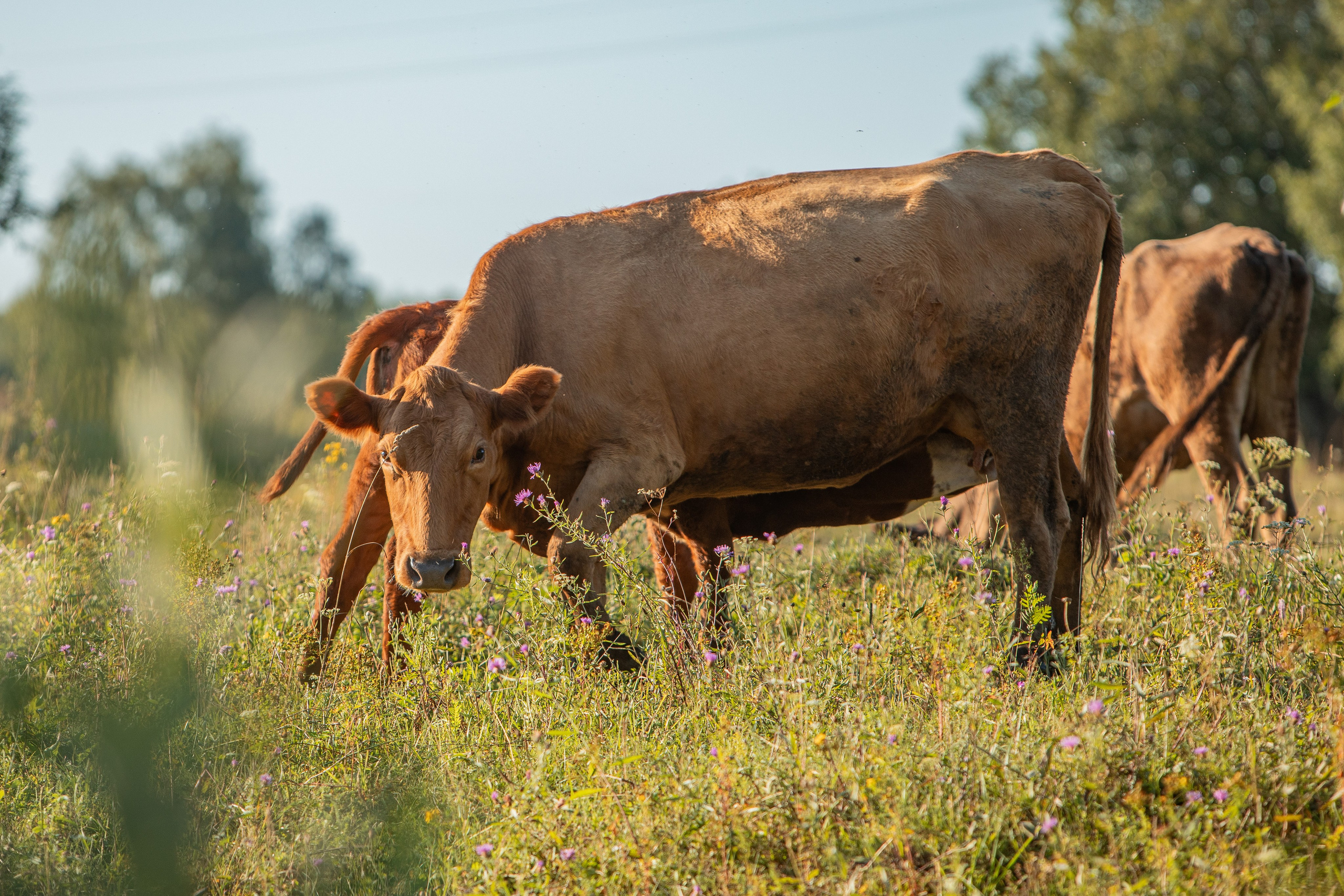 Село Тимирязево, Лухский район. Фотограф Сергей Ловкий