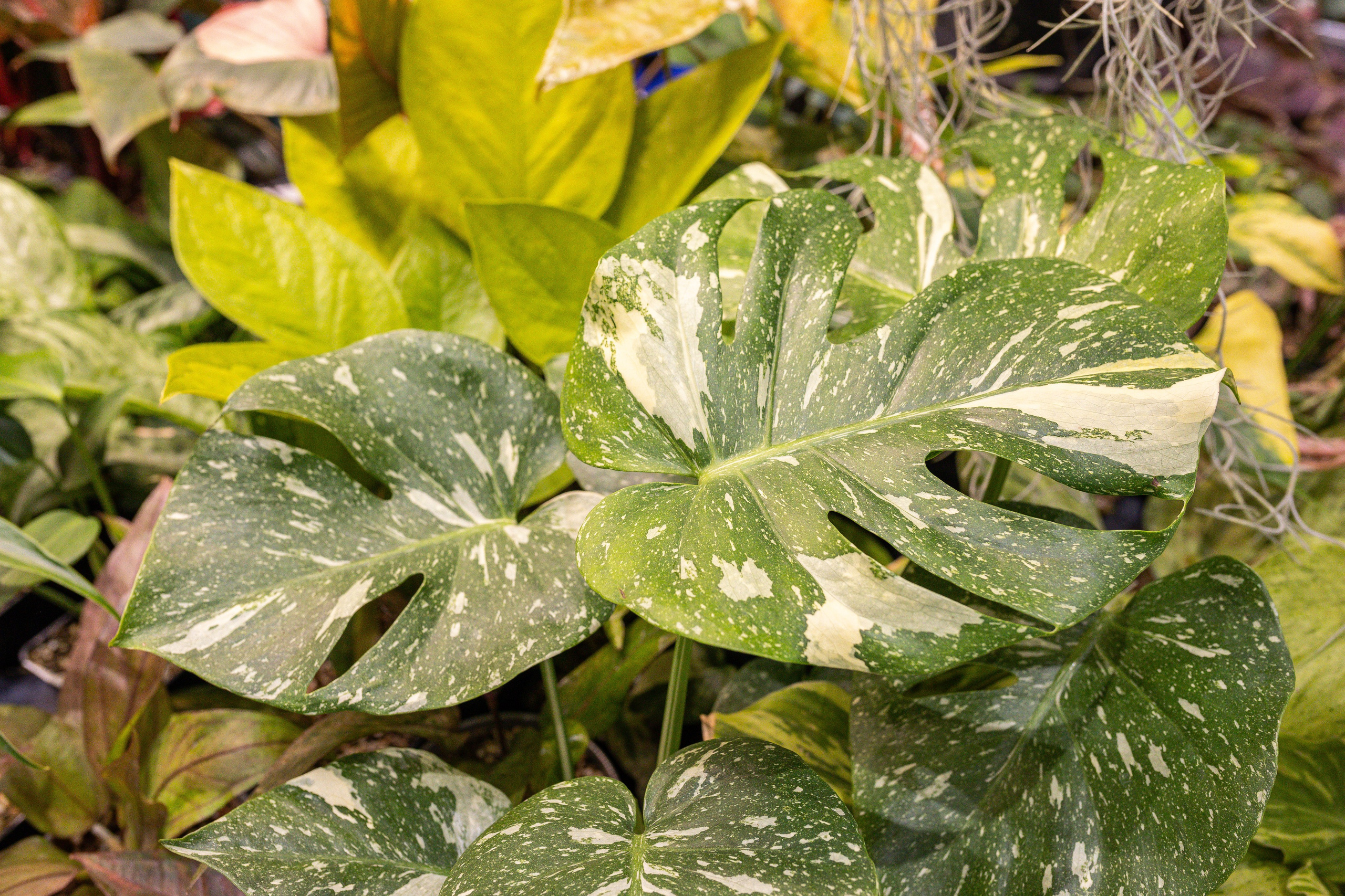 Монстериум 11–12 октября. Александра Куликова фотограф, Москва