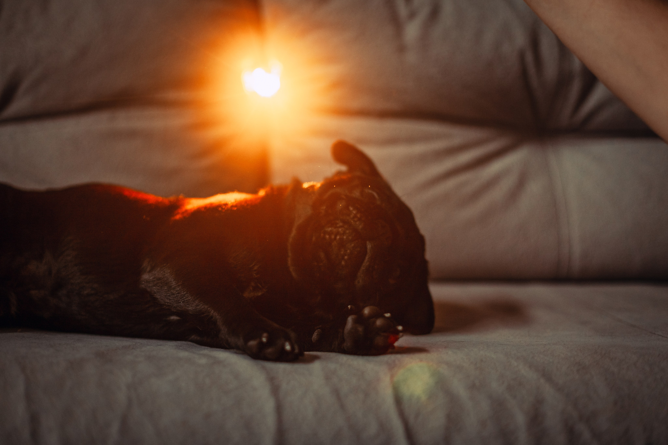 Оля, Харви, Луис. Фотограф-анималист Татьяна Степанова