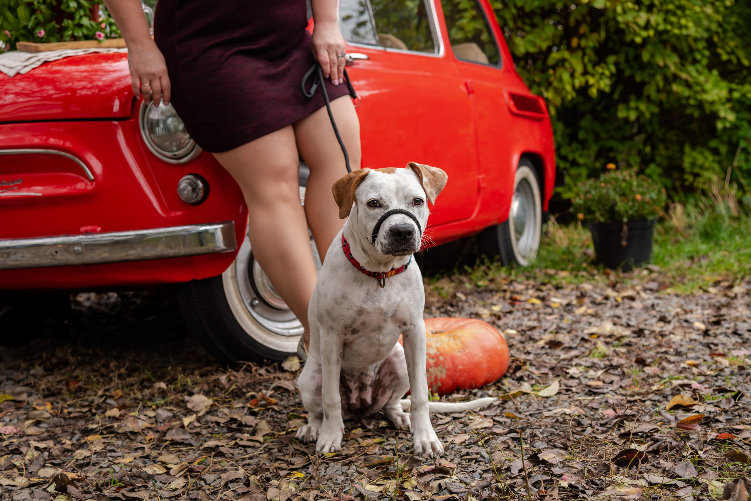 Авакадо. Фотограф Галина Нестерова