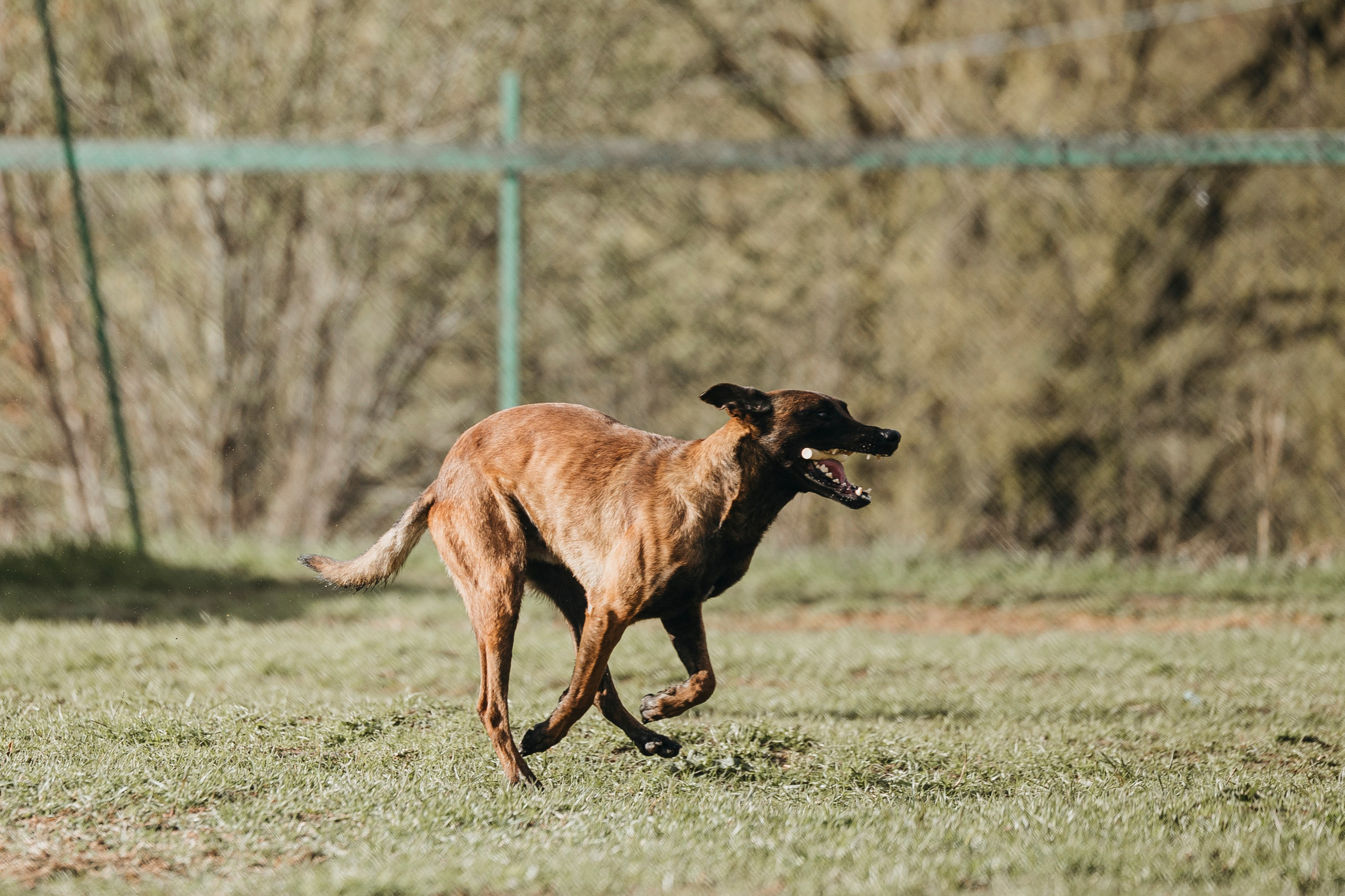 09.05.25 Вологда соревнования. Фотограф-анималист Анна Маринич